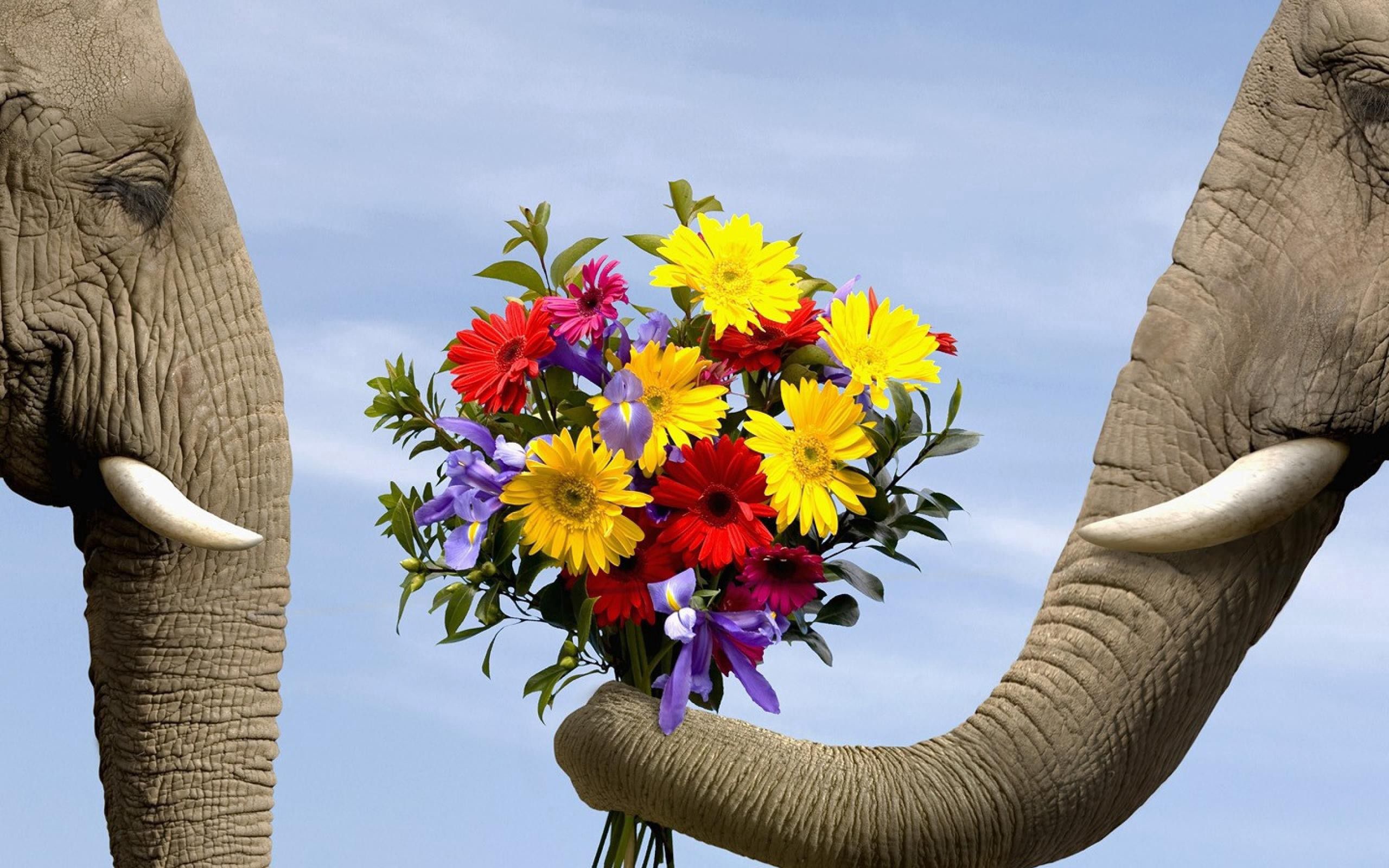 Free download wallpaper Animals, Flowers, Bouquet, Elephant on your PC desktop
