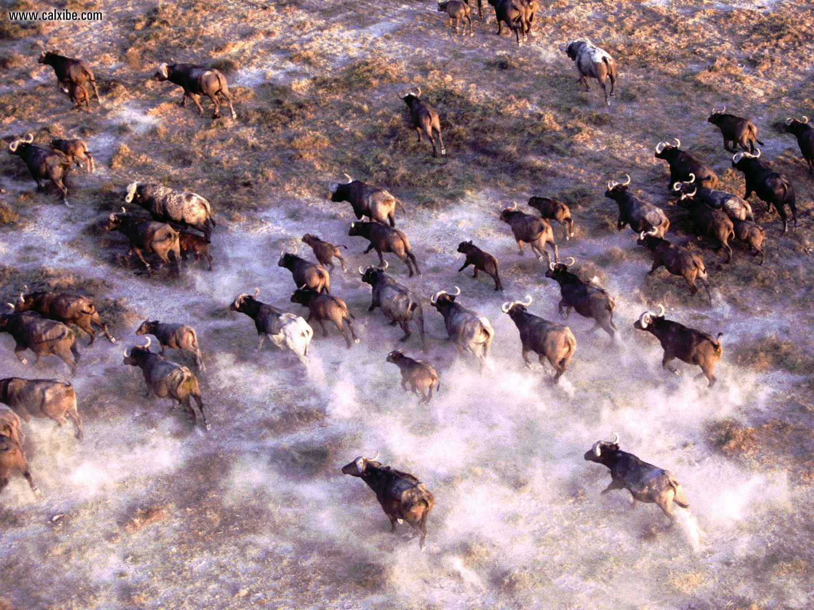 617636 descargar imagen animales, búfalo africano, búfalo: fondos de pantalla y protectores de pantalla gratis