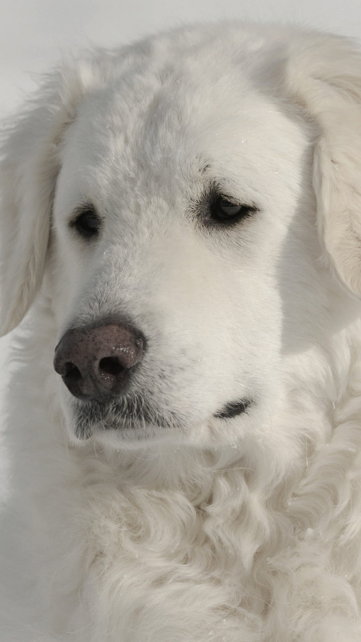 Melhores papéis de parede de Kuvasz para tela do telefone