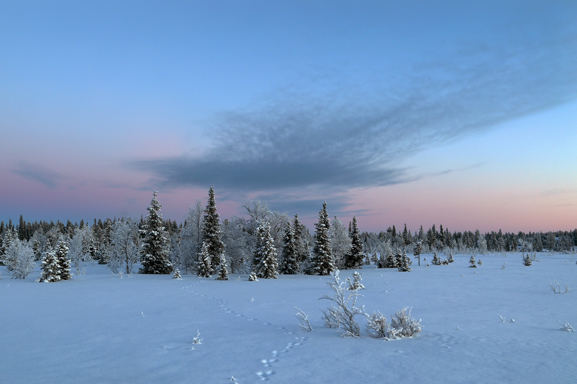 Download mobile wallpaper Winter, Nature, Sky, Snow, Forest, Earth, Tracks for free.