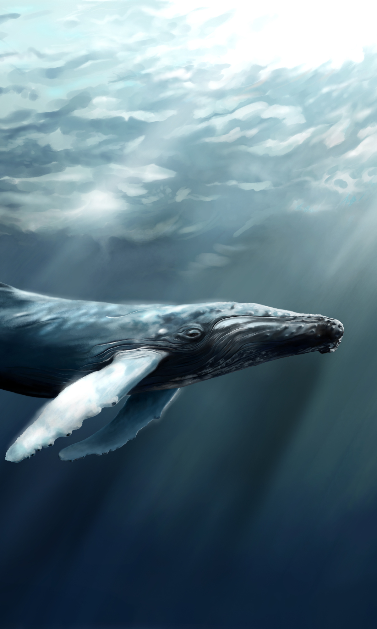 1418573 скачать обои животные, кит, горбатый кит - заставки и картинки бесплатно