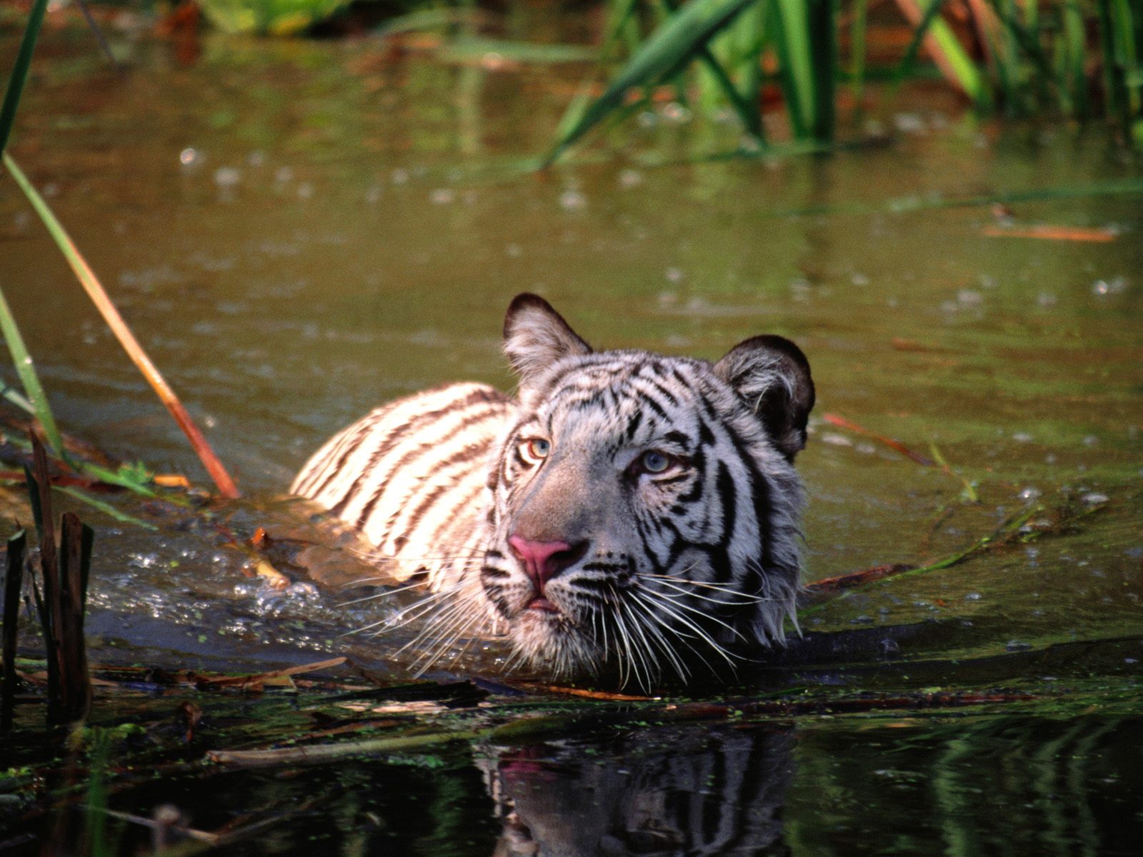 Handy-Wallpaper Tiere, Katzen, Weißer Tiger kostenlos herunterladen.