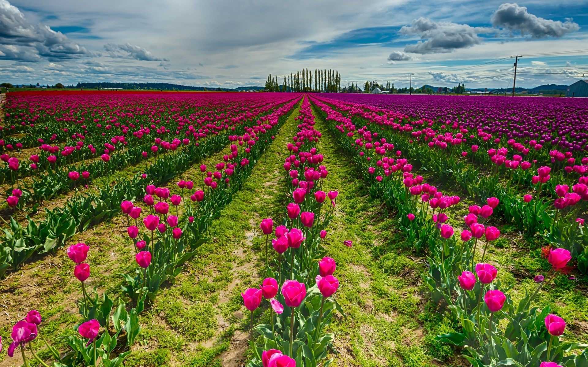 Téléchargez gratuitement l'image Fleurs, Champ, Tulipe, Terre/nature, Fleur Rose sur le bureau de votre PC