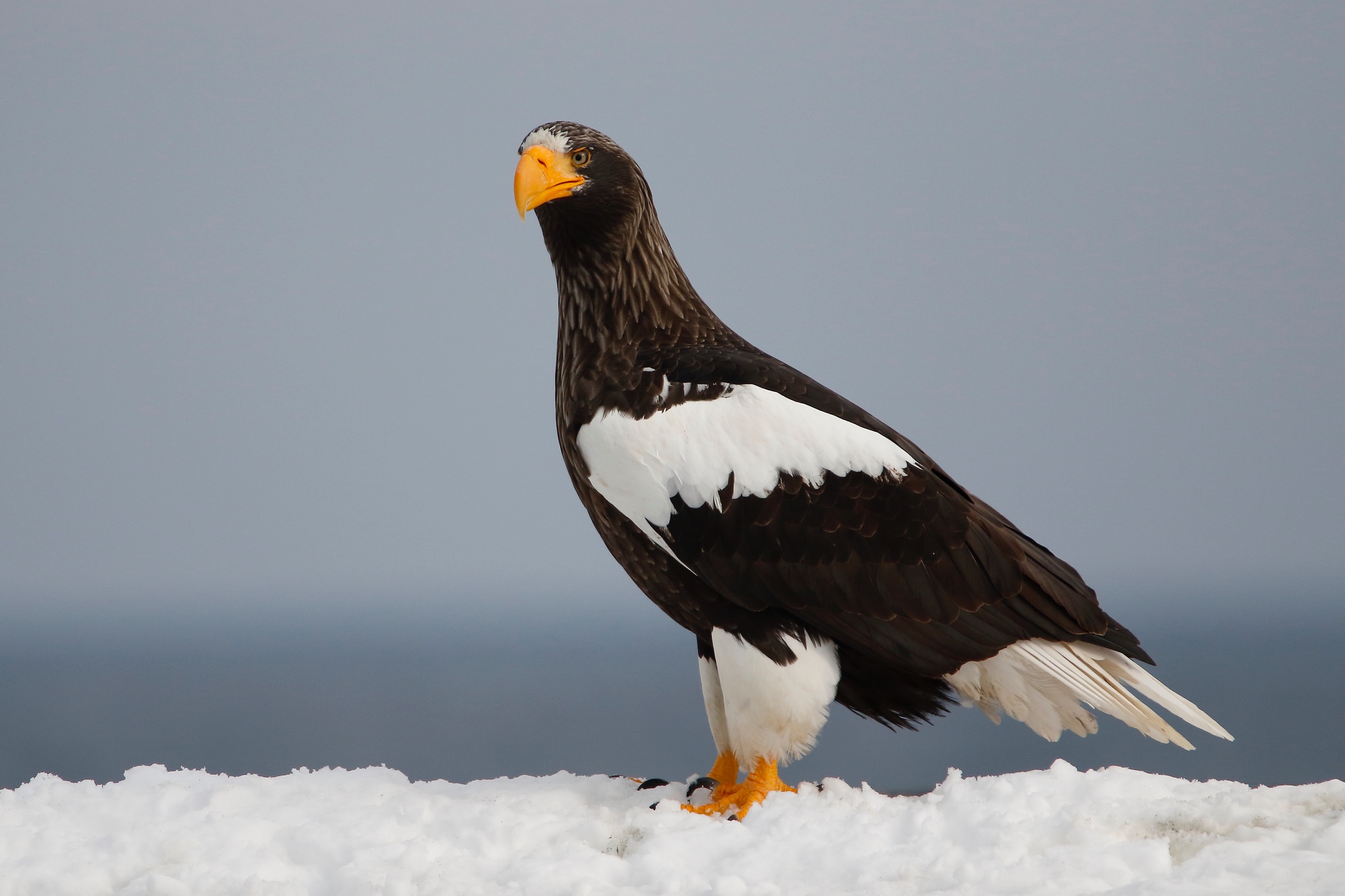 Download mobile wallpaper Birds, Animal, Eagle, Bird Of Prey, Steller's Sea Eagle for free.