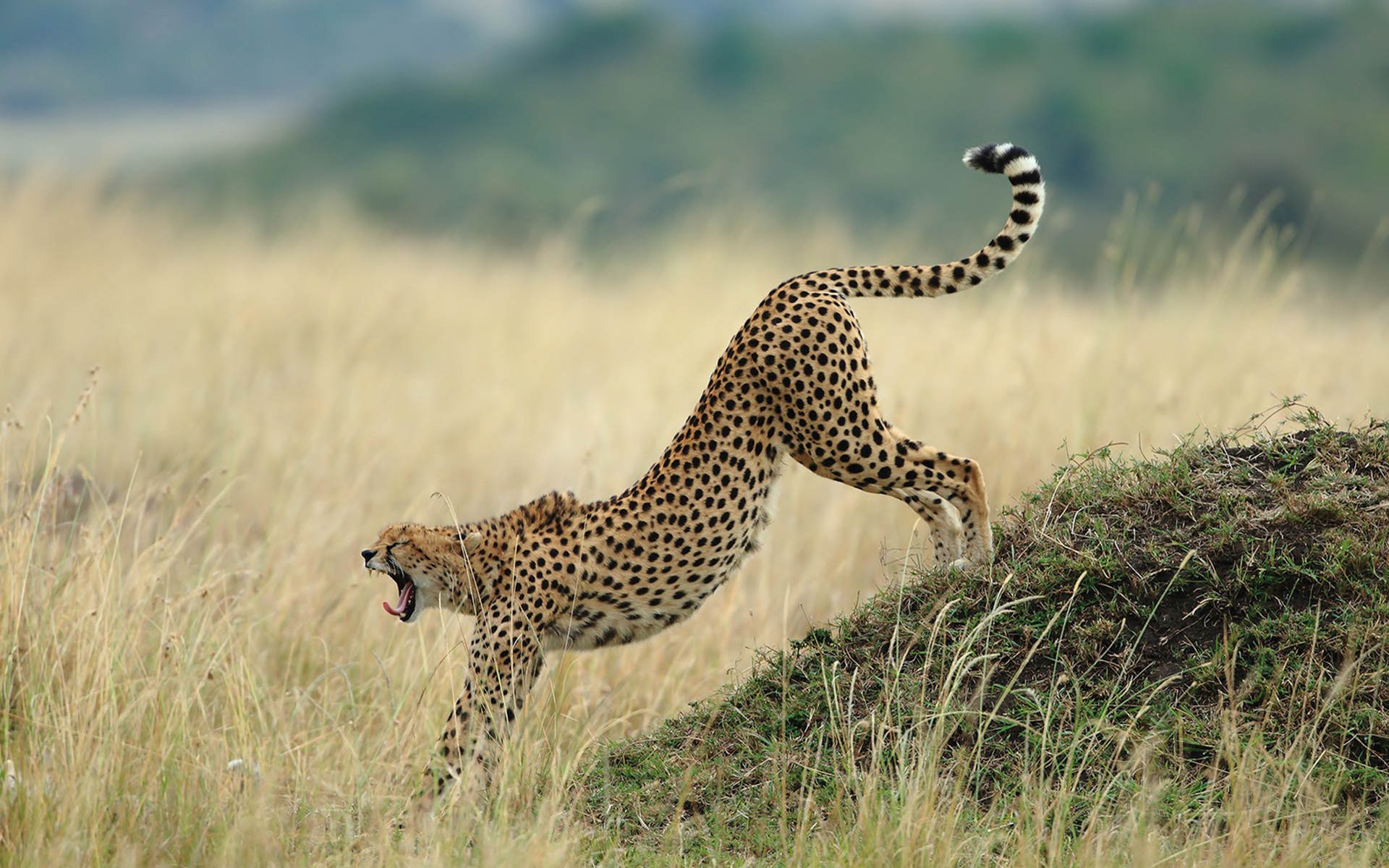 Download mobile wallpaper Nature, Cheetah, Leopard, Animal for free.