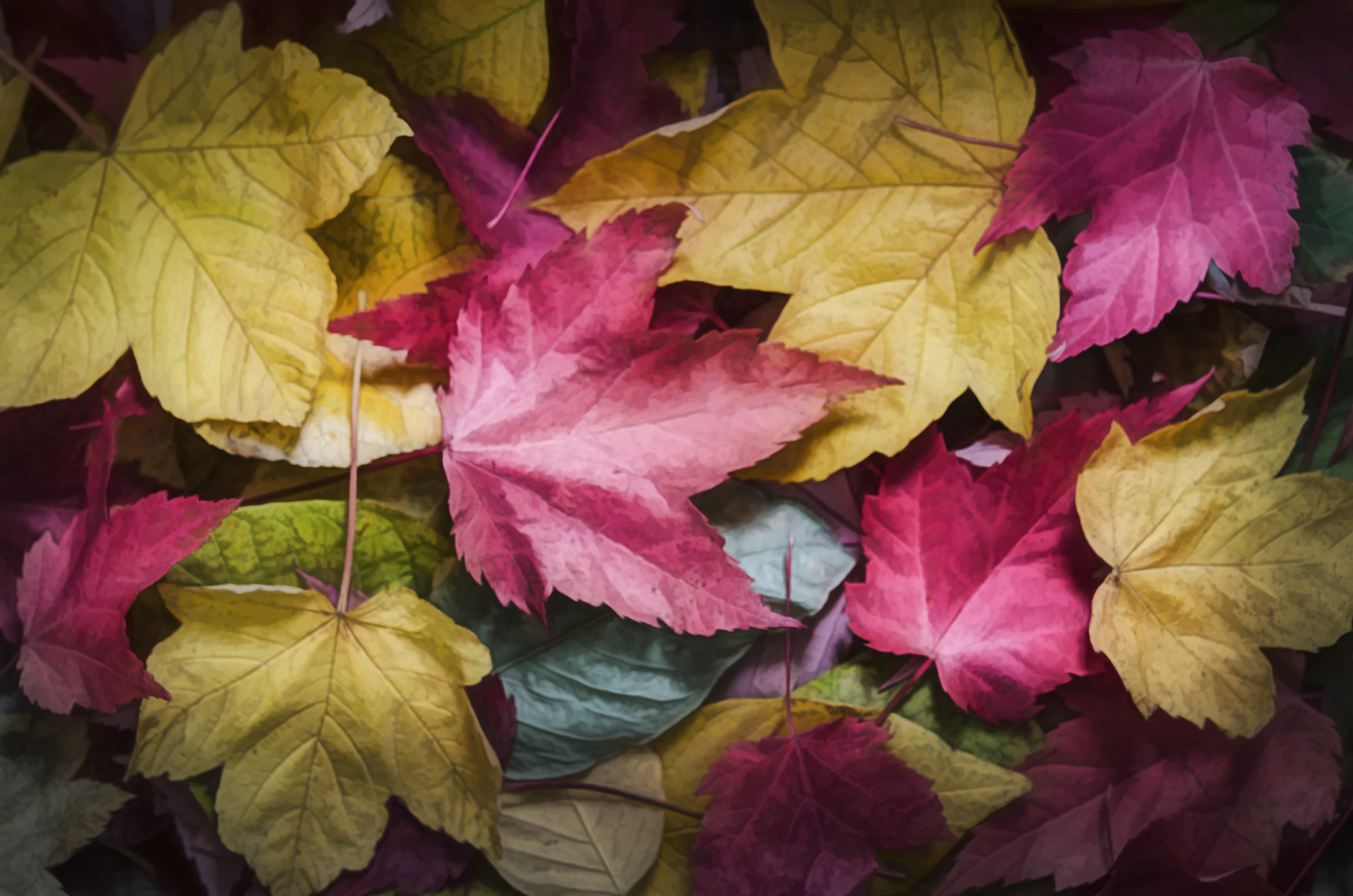 Download mobile wallpaper Nature, Close Up, Leaf, Fall, Earth for free.