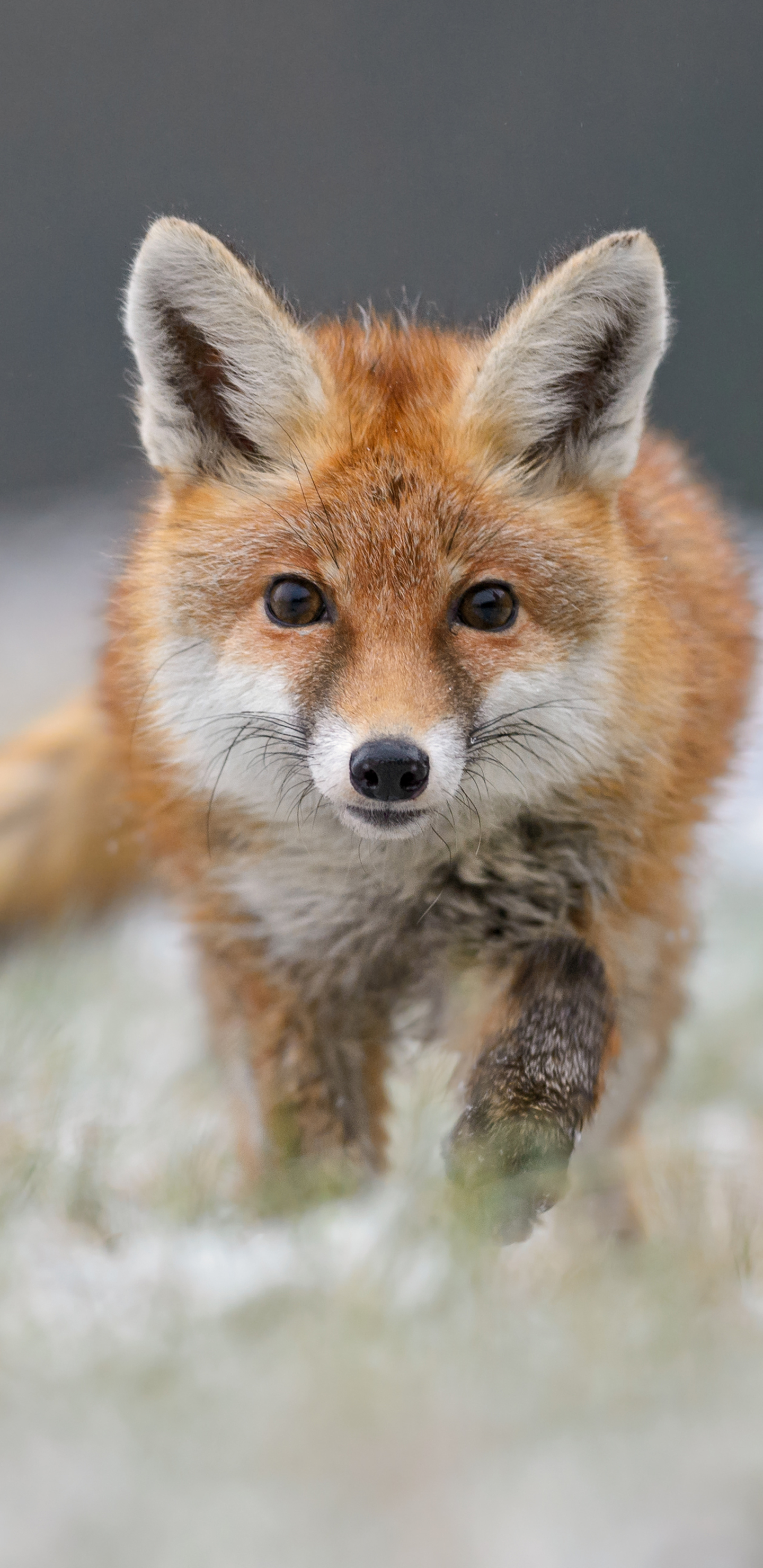 Download mobile wallpaper Fox, Animal for free.