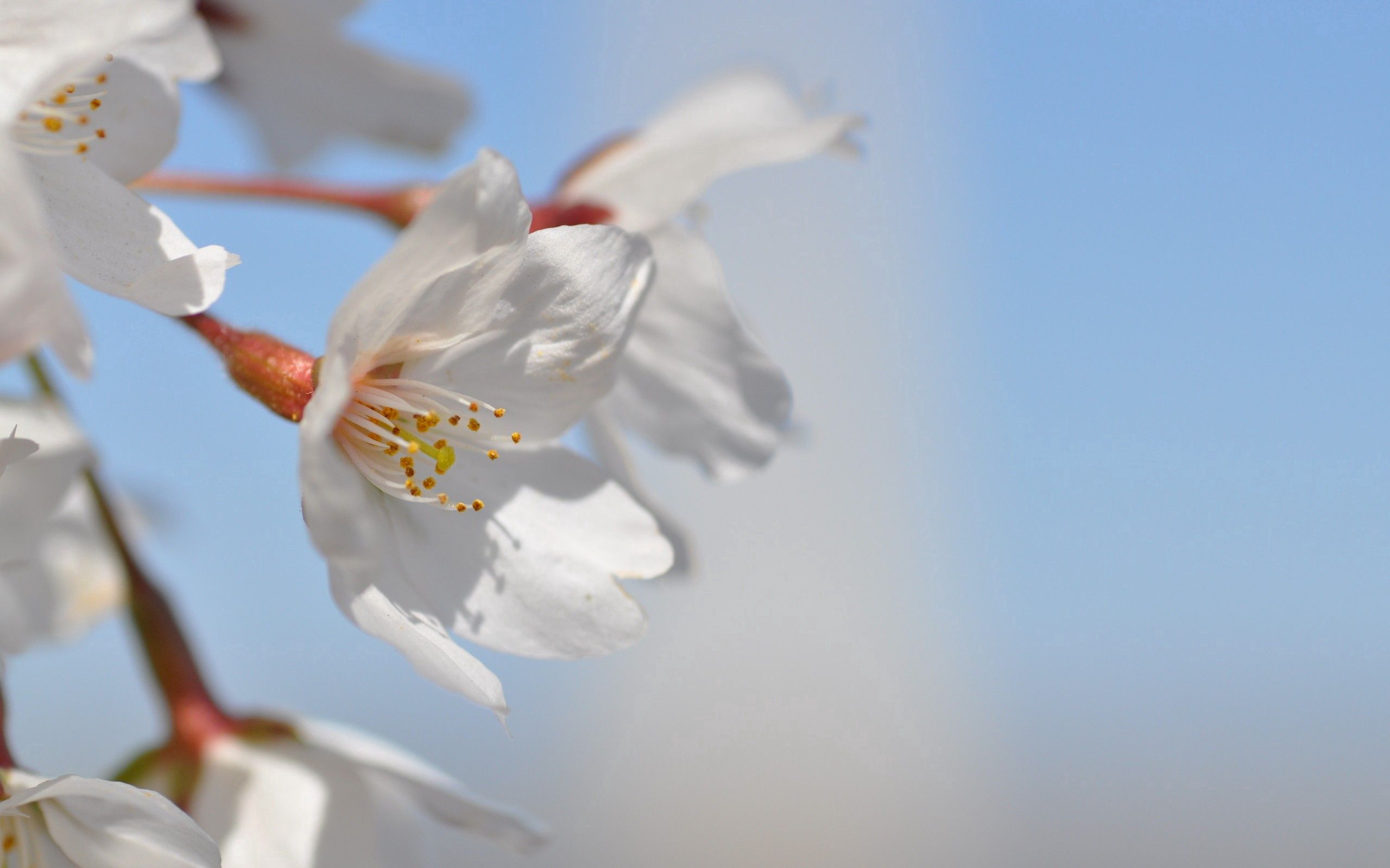 Free download wallpaper Flowers, Sky, Macro, Flowering, Color, Spring, Bloom on your PC desktop