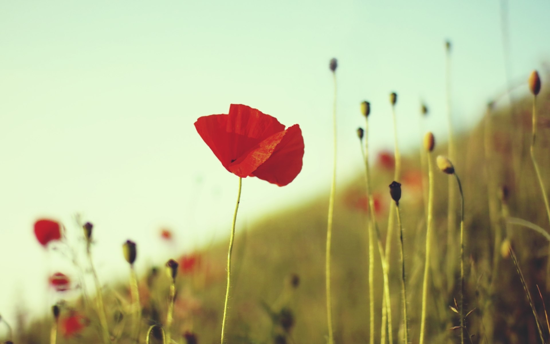 Free download wallpaper Poppies, Flowers, Plants on your PC desktop