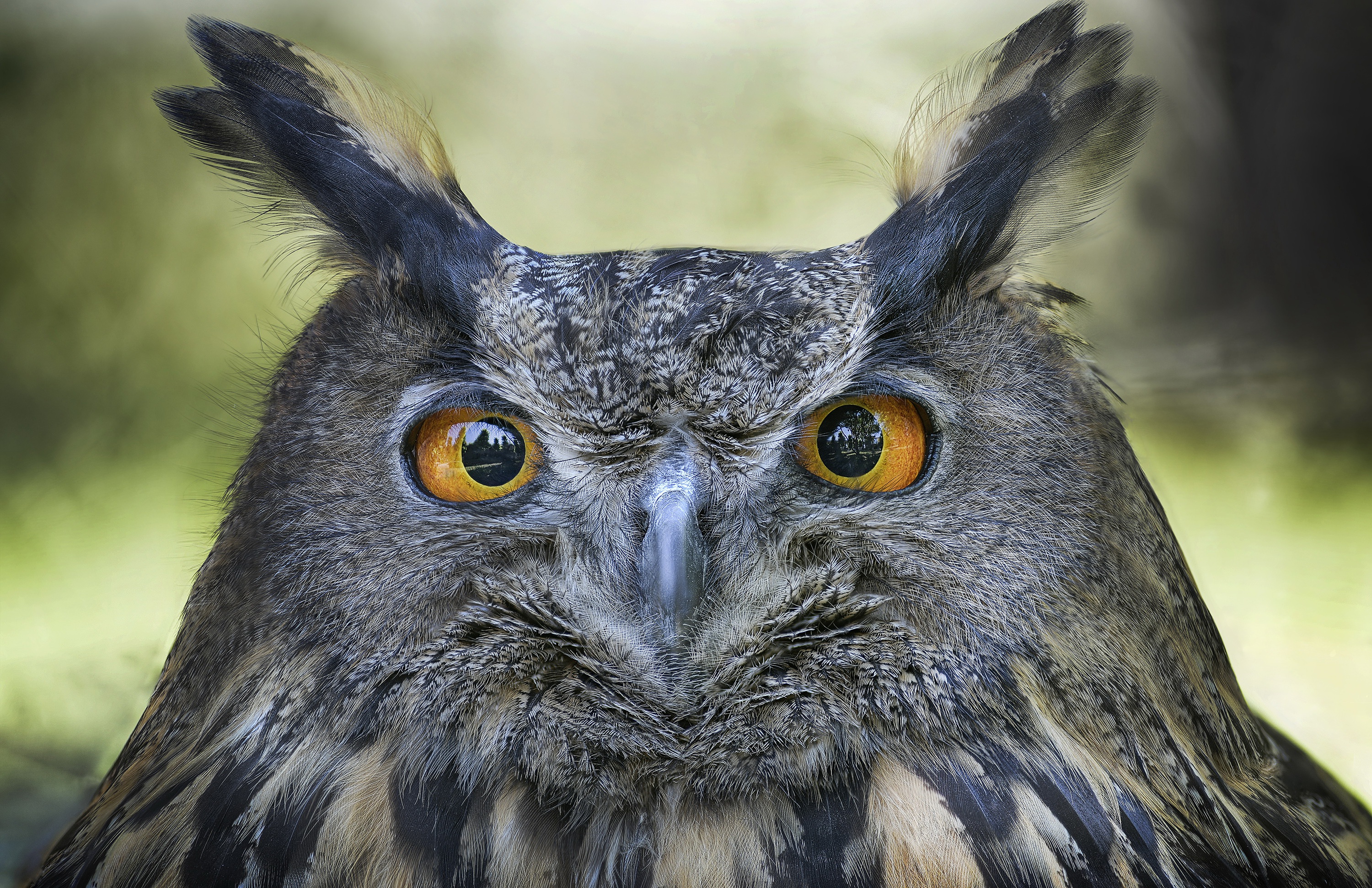 Download mobile wallpaper Birds, Owl, Bird, Close Up, Animal, Stare for free.