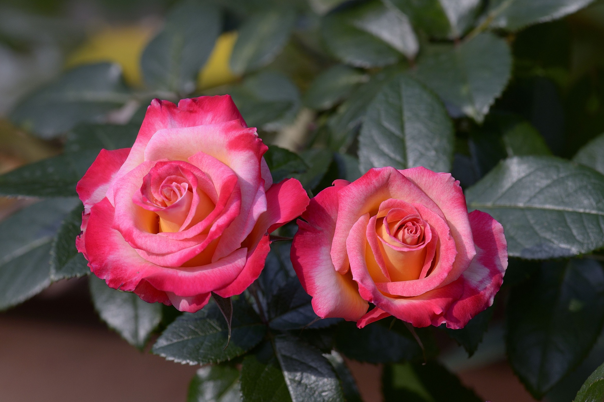 Laden Sie das Blumen, Rose, Blatt, Busch, Erde/natur, Pinke Blume, Pinke Rose-Bild kostenlos auf Ihren PC-Desktop herunter