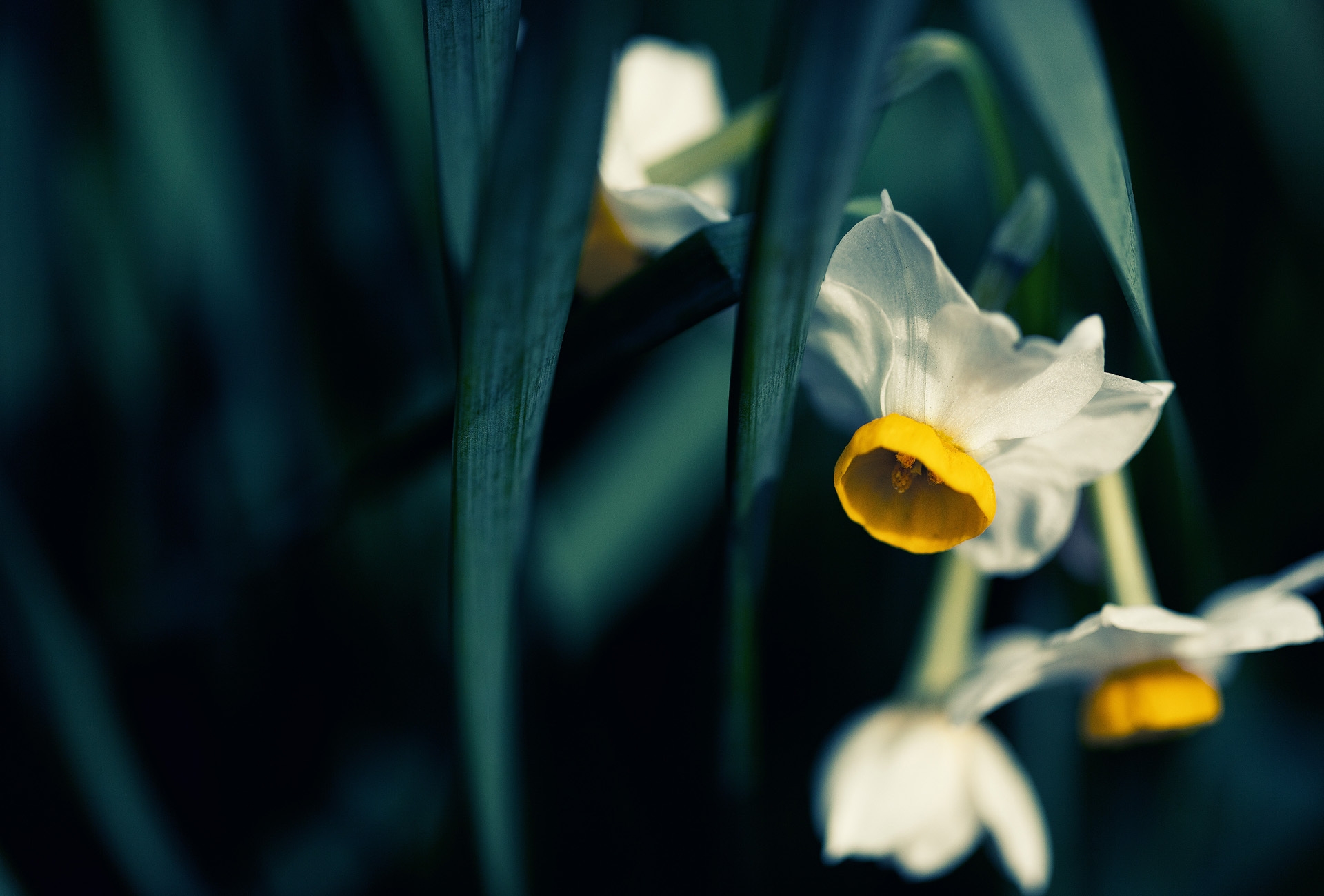 Descarga gratis la imagen Flores, Flor, Narciso, Tierra/naturaleza en el escritorio de tu PC