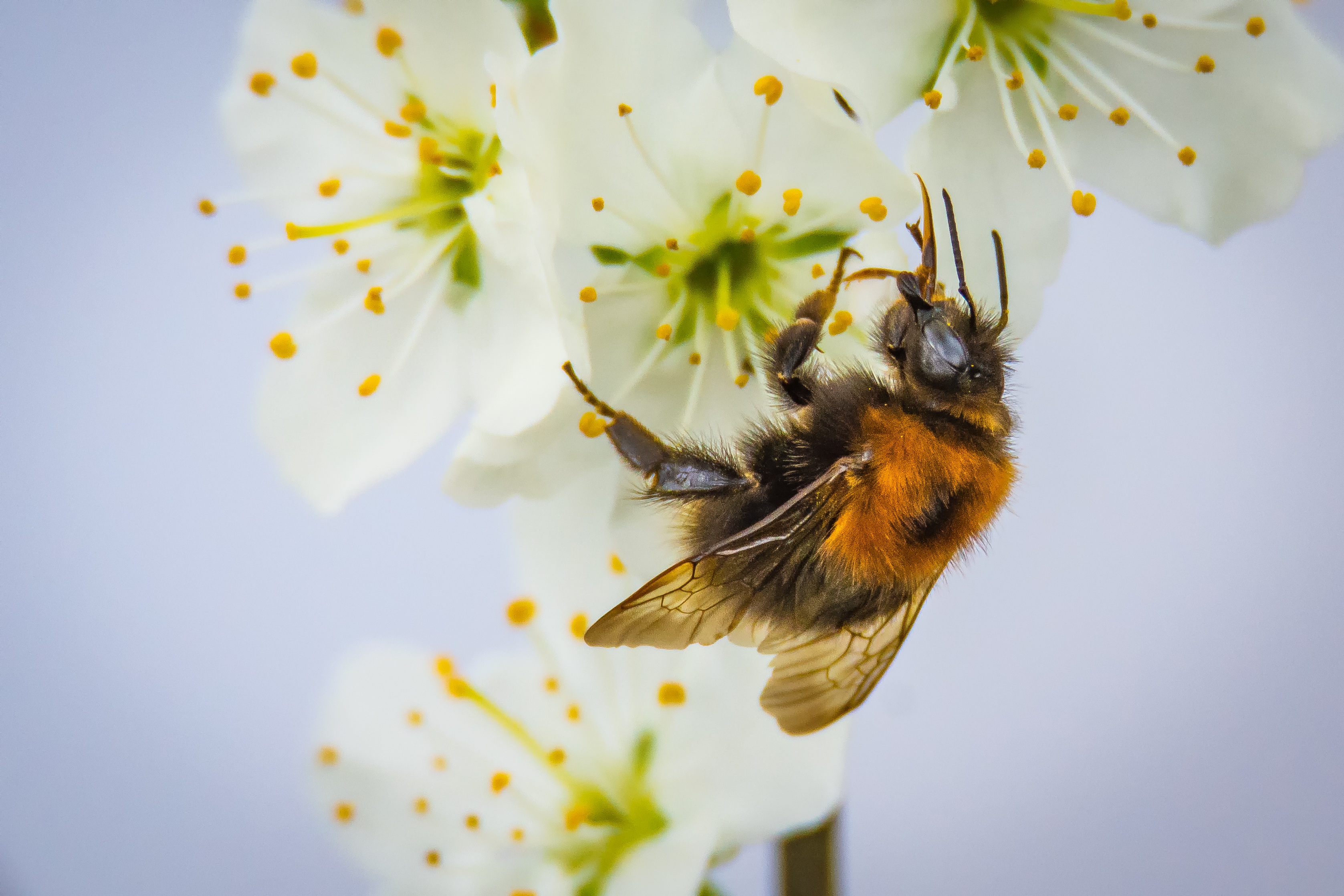 69026 скачать картинку пчела, цветок, макро, опыление - обои и заставки бесплатно