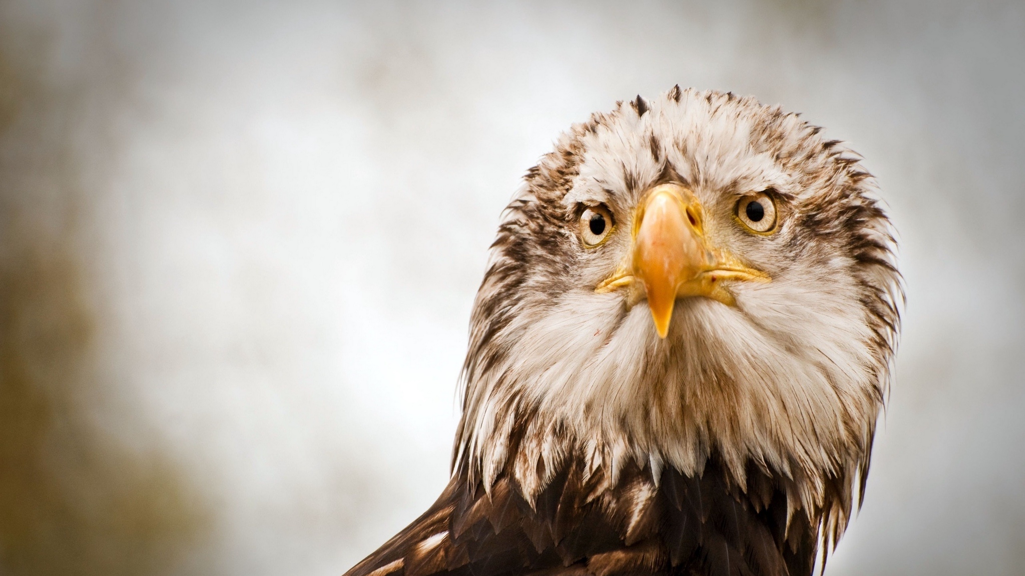 Free download wallpaper Bird, Animal, Eagle, Bald Eagle on your PC desktop