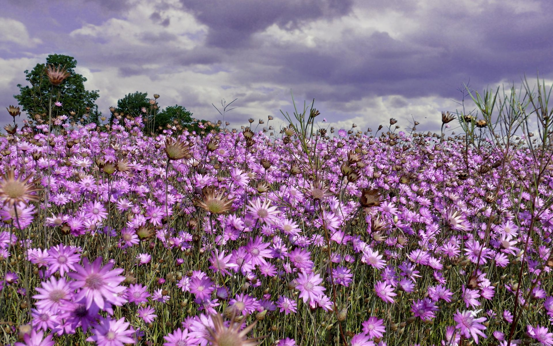 Descarga gratis la imagen Flores, Flor, Campo, Flor Purpura, Tierra/naturaleza en el escritorio de tu PC