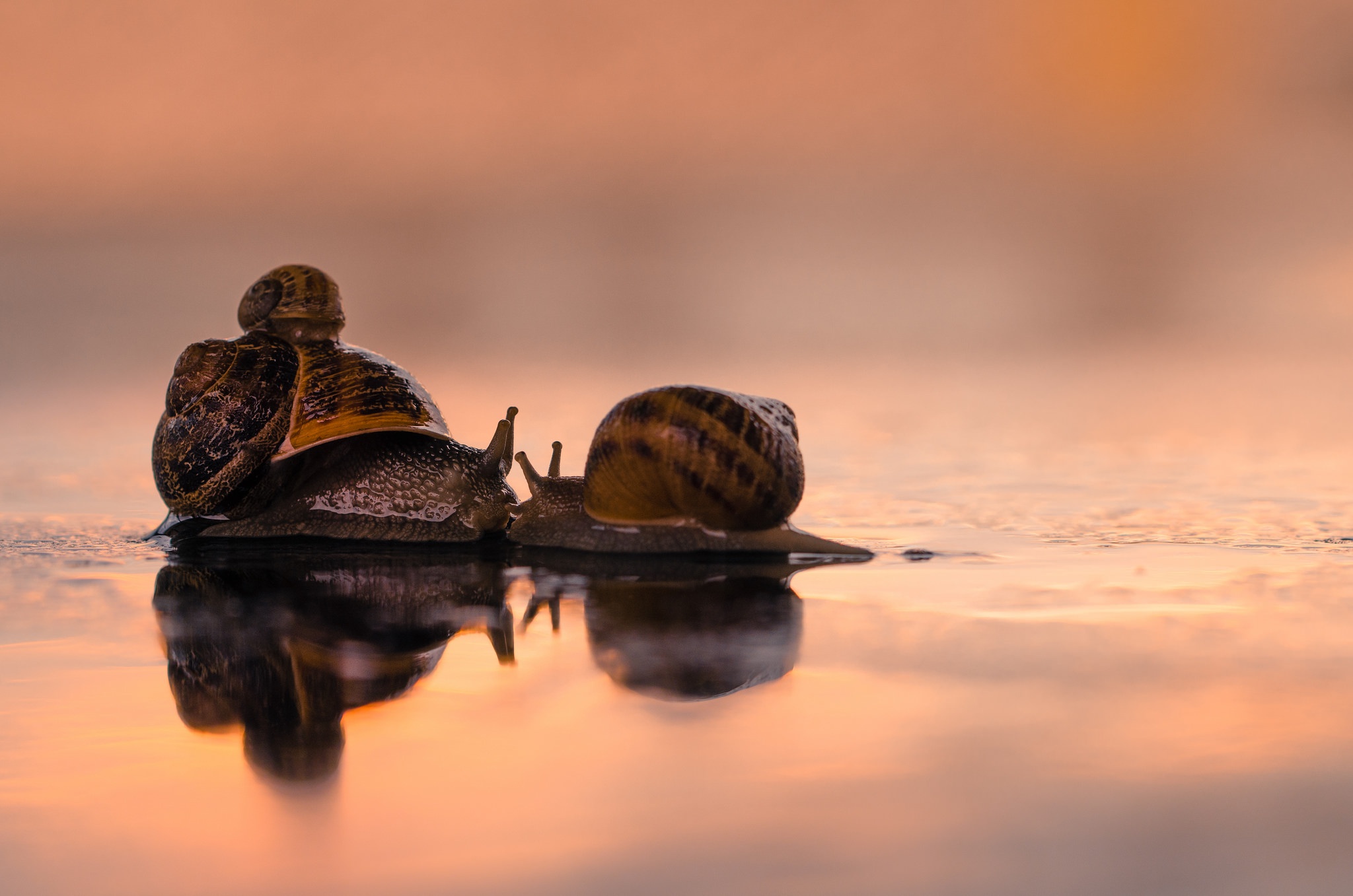 Download mobile wallpaper Love, Reflection, Animal, Snail for free.