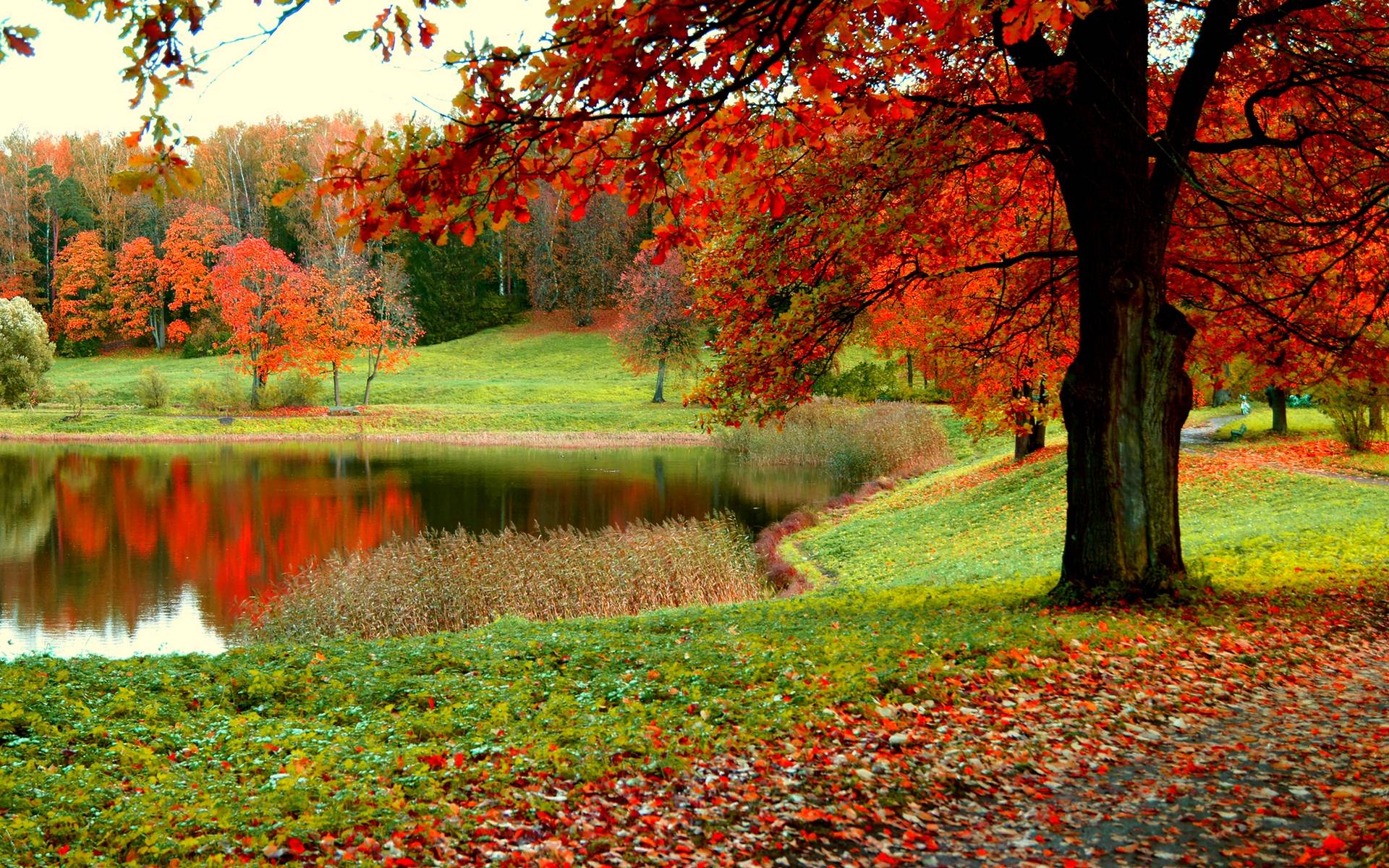 PCデスクトップに木, 秋, 公園, 池, 写真撮影画像を無料でダウンロード