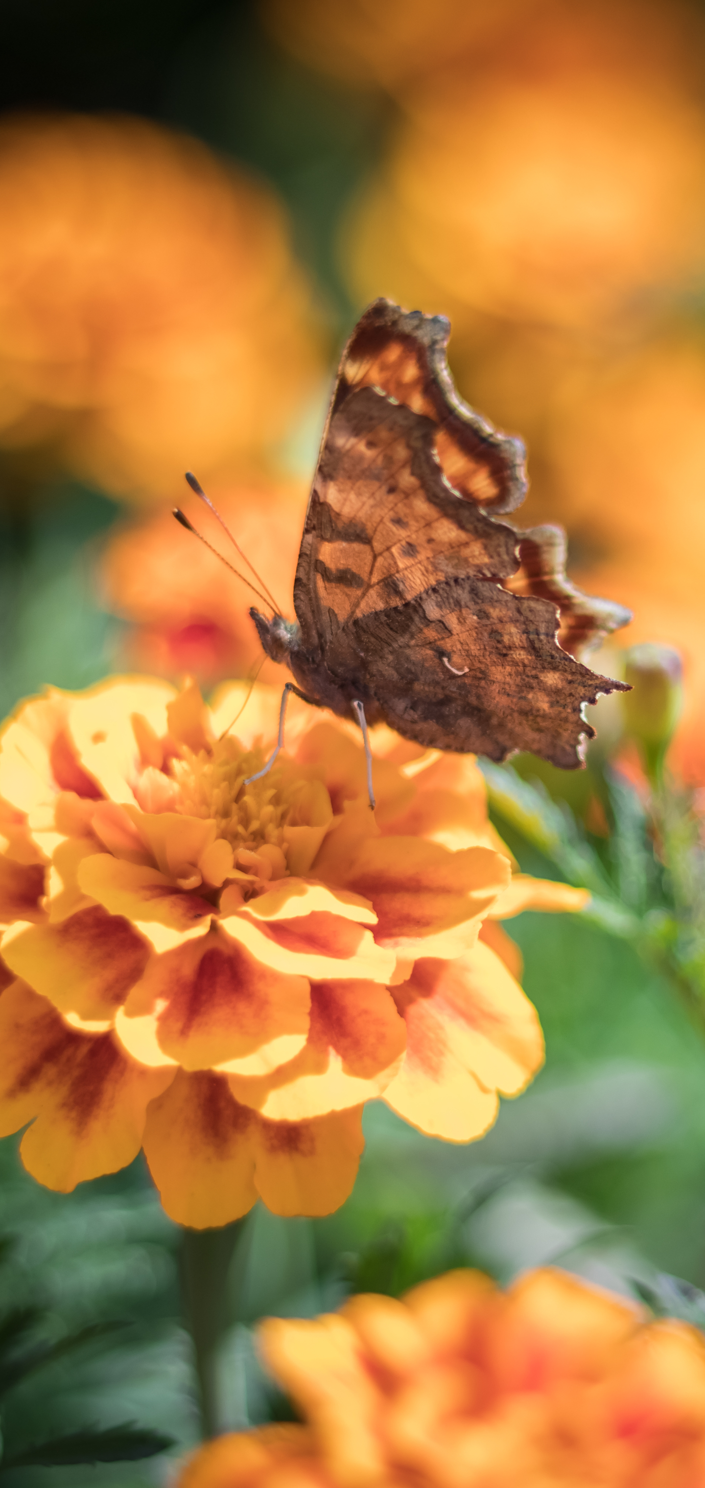 Скачати мобільні шпалери Метелик, Тварина, Чорнобривці, Апельсинова Квітка безкоштовно.