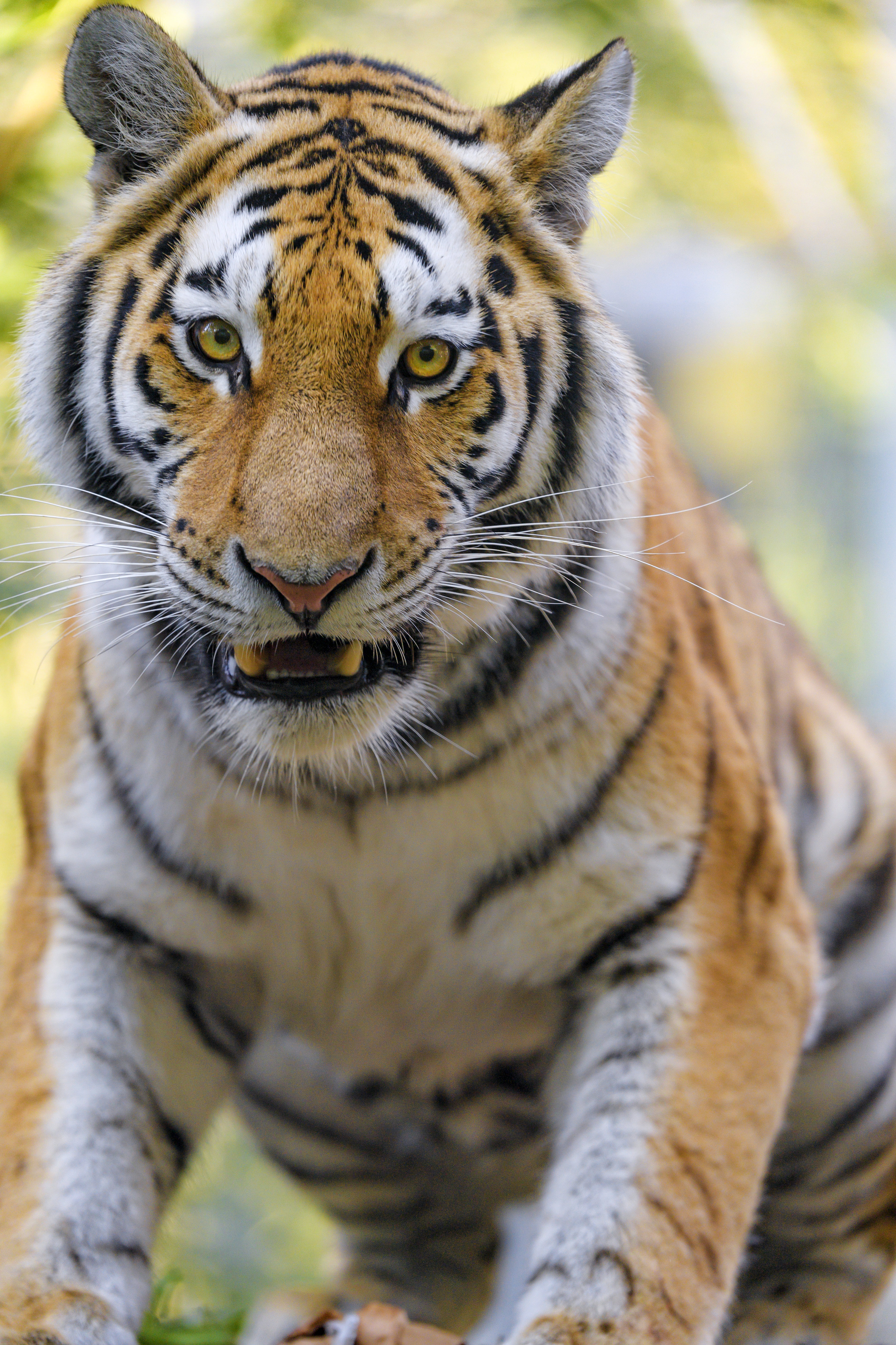 tigers, muzzle, animals, big cat, animal HD wallpaper
