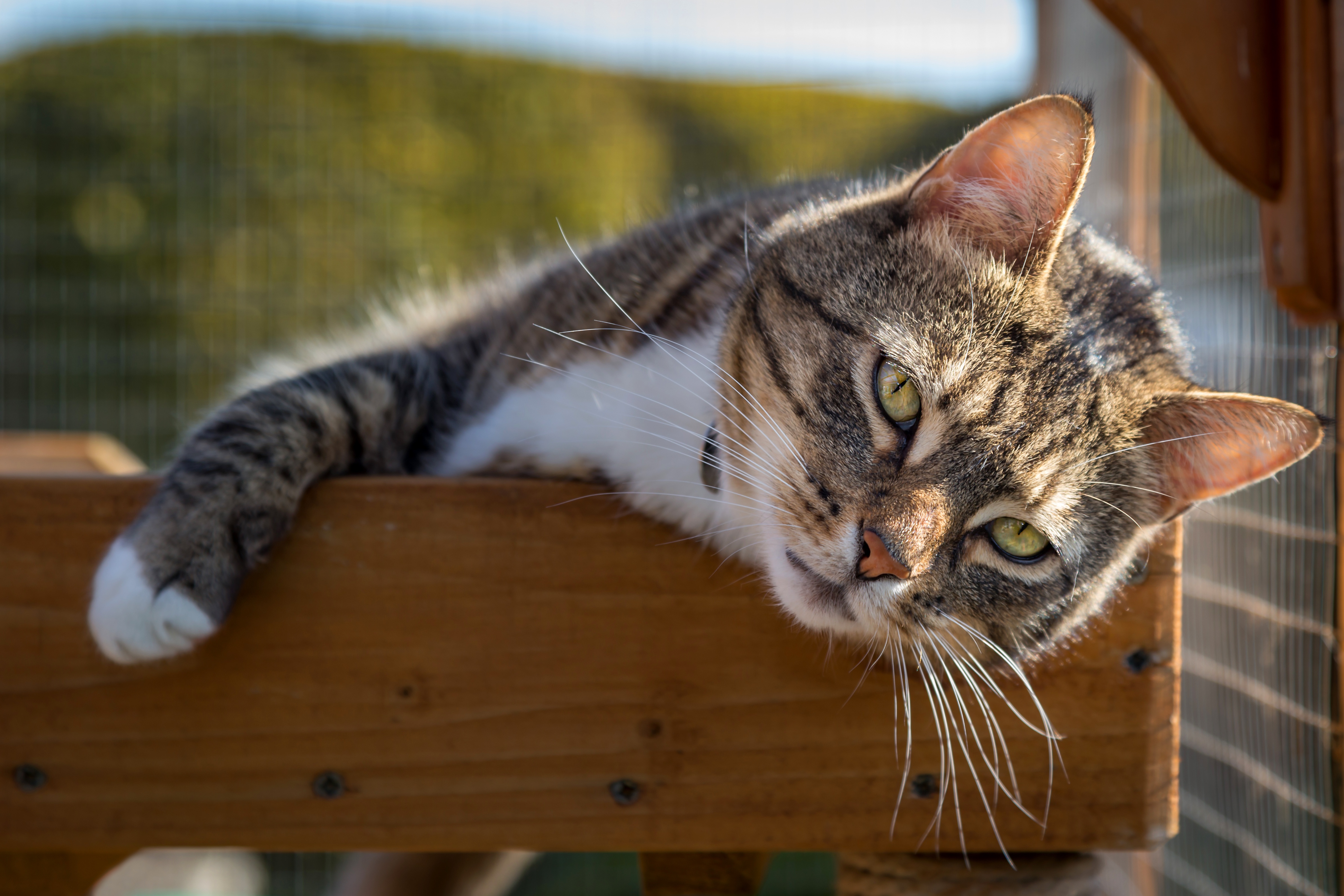 Baixe gratuitamente a imagem Animais, Gatos, Gato na área de trabalho do seu PC