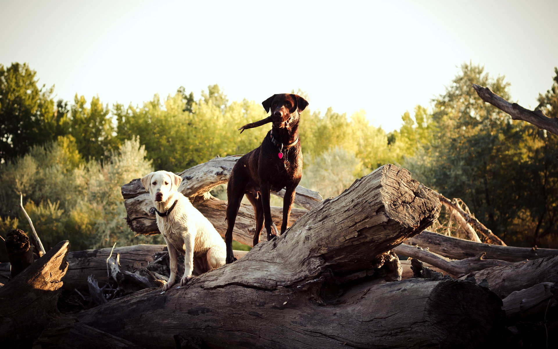 Handy-Wallpaper Hunde, Hund, Fotografie, Tiere kostenlos herunterladen.