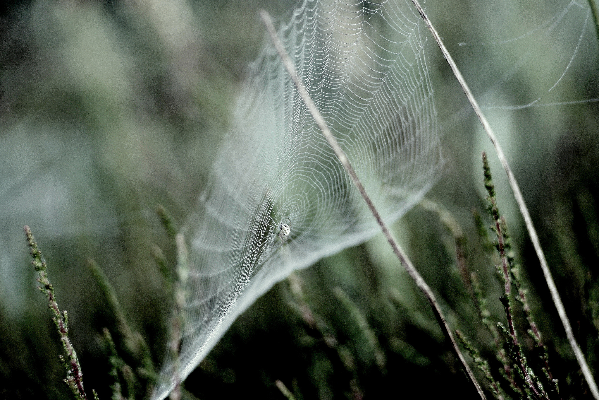 Download mobile wallpaper Blur, Close Up, Photography, Spider Web for free.