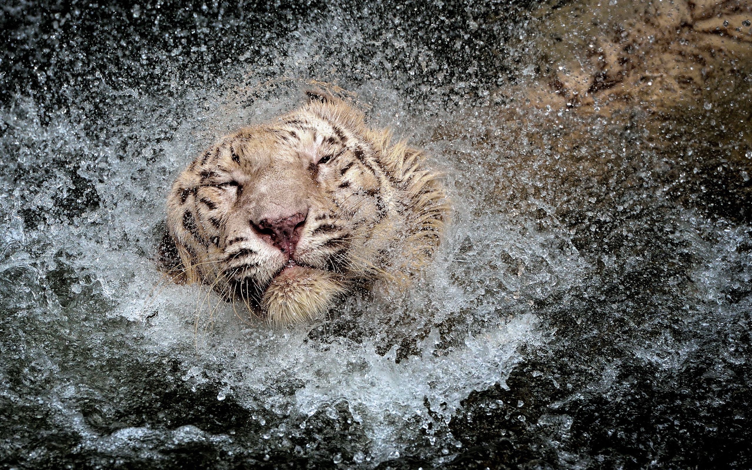 animals, spray, tiger, bathe