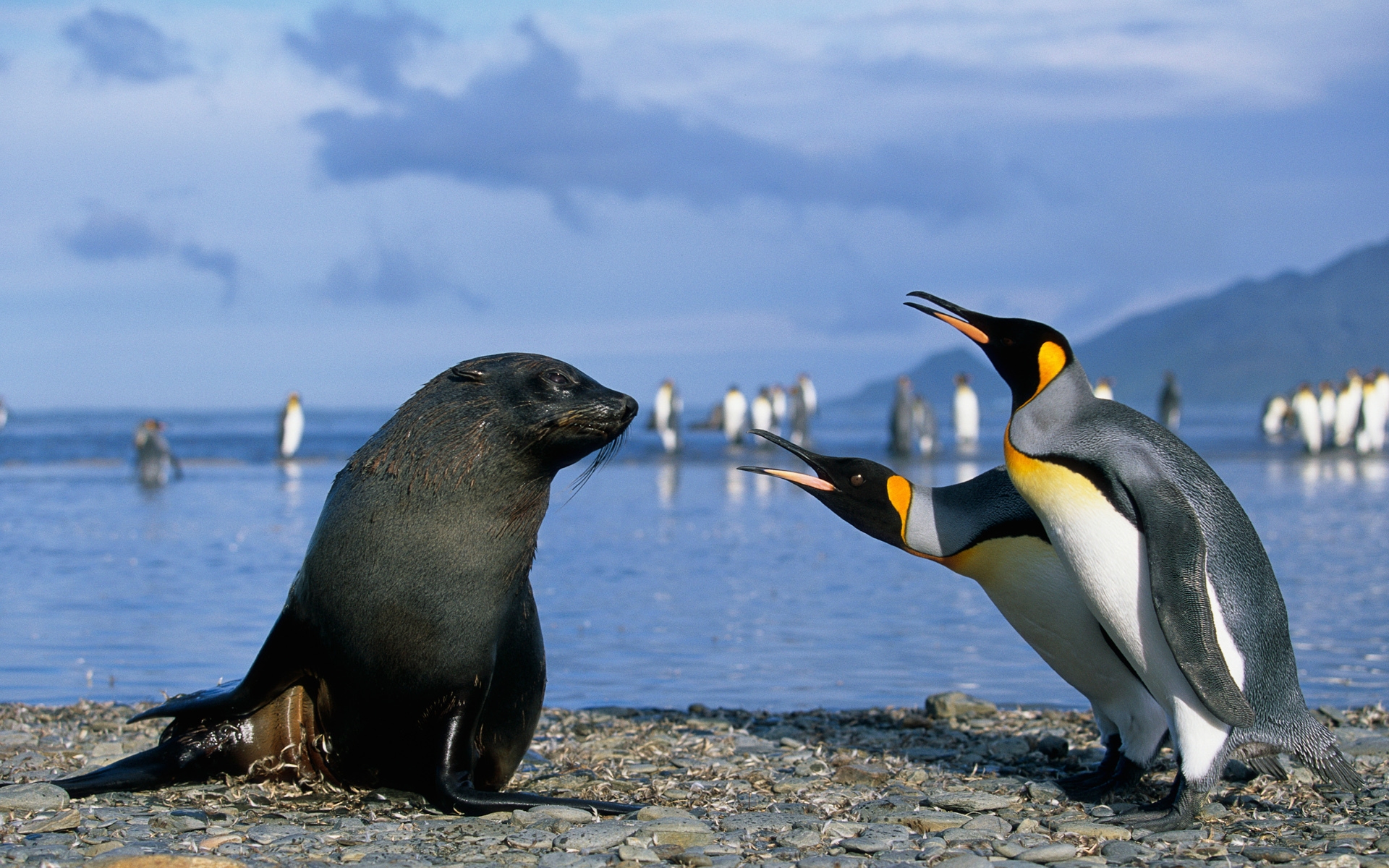 37167 descargar fondo de pantalla pingüinos, animales, birds, seals, azul: protectores de pantalla e imágenes gratis