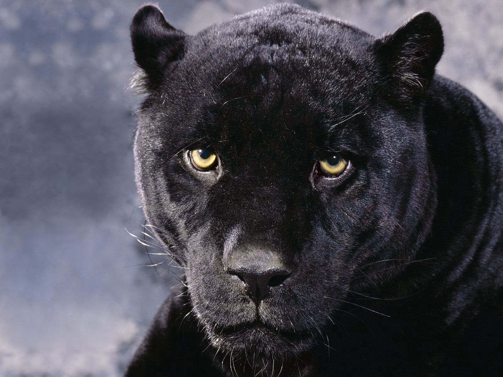 Free download wallpaper Animals, Muzzle, Sight, Opinion, Anger, Panther on your PC desktop