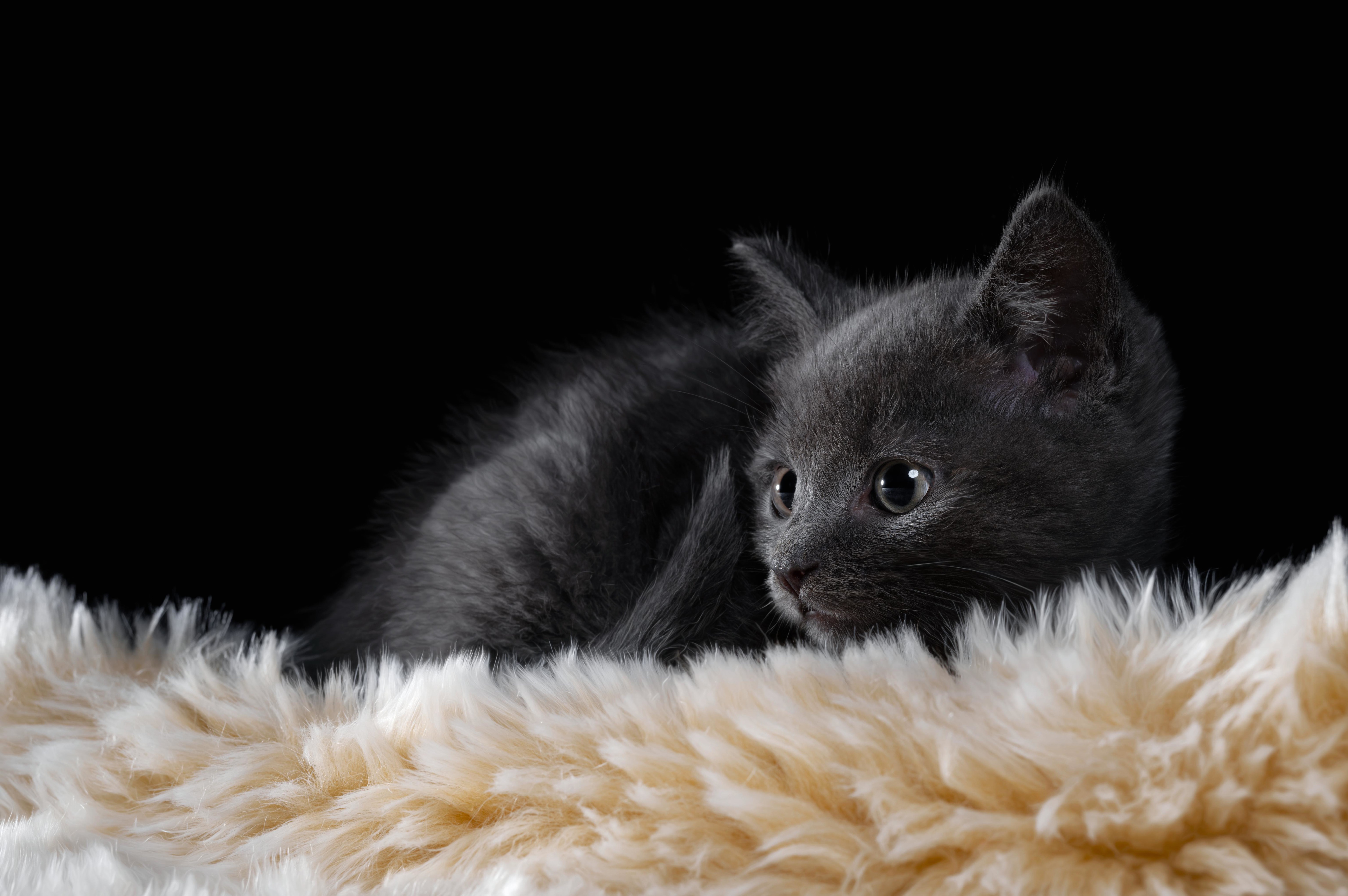 Baixe gratuitamente a imagem Animais, Gatos, Gato, Gatinho, Animal Bebê na área de trabalho do seu PC