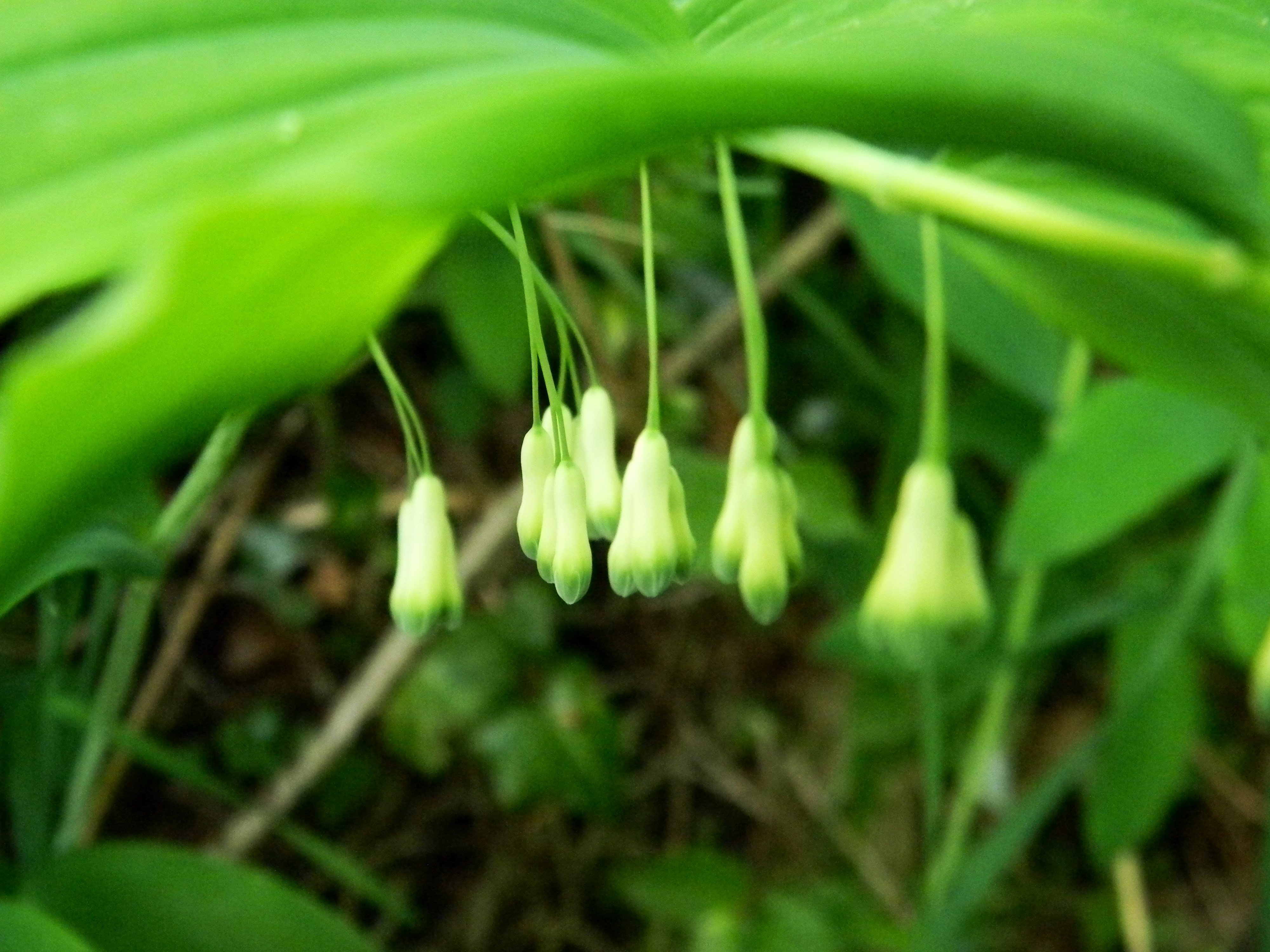 Téléchargez gratuitement l'image Fleurs, Fleur, La Nature, Terre/nature sur le bureau de votre PC