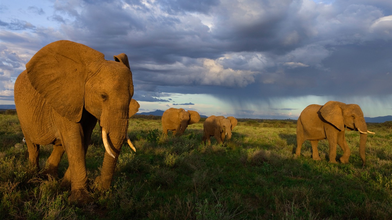 313682 Bildschirmschoner und Hintergrundbilder Elefanten auf Ihrem Telefon. Laden Sie  Bilder kostenlos herunter
