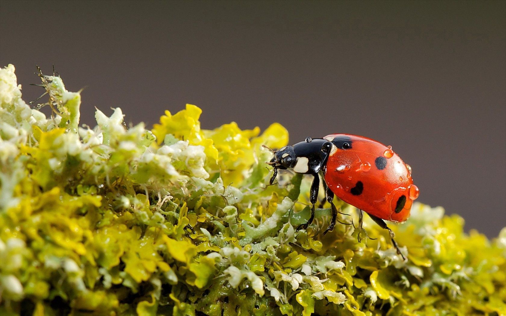 Free download wallpaper Macro, Ladybird, Ladybug, Nature, Background on your PC desktop