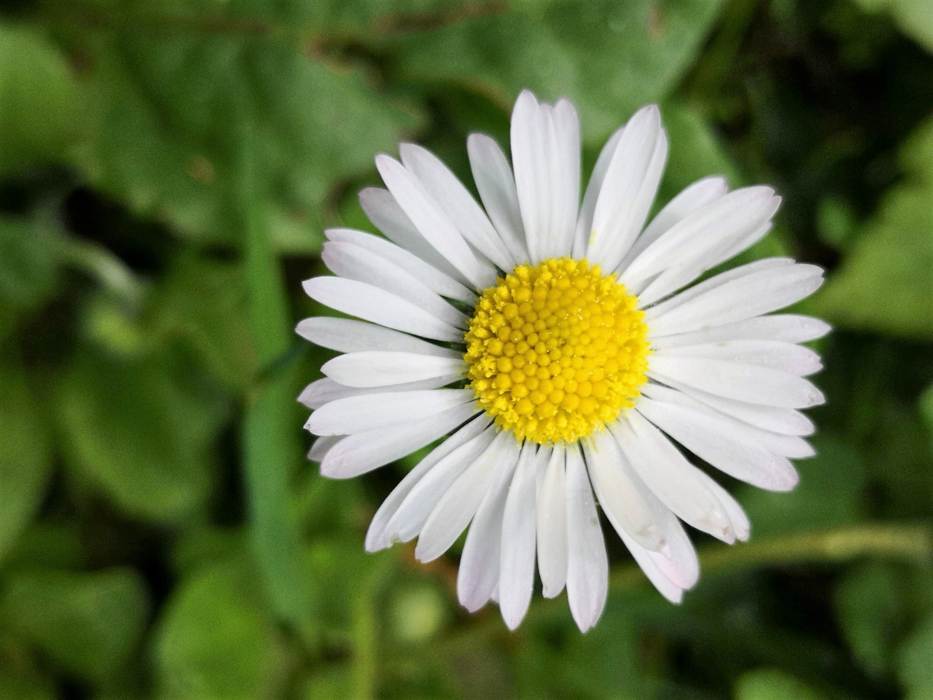 Download mobile wallpaper Nature, Earth, Daisy, White Flower for free.