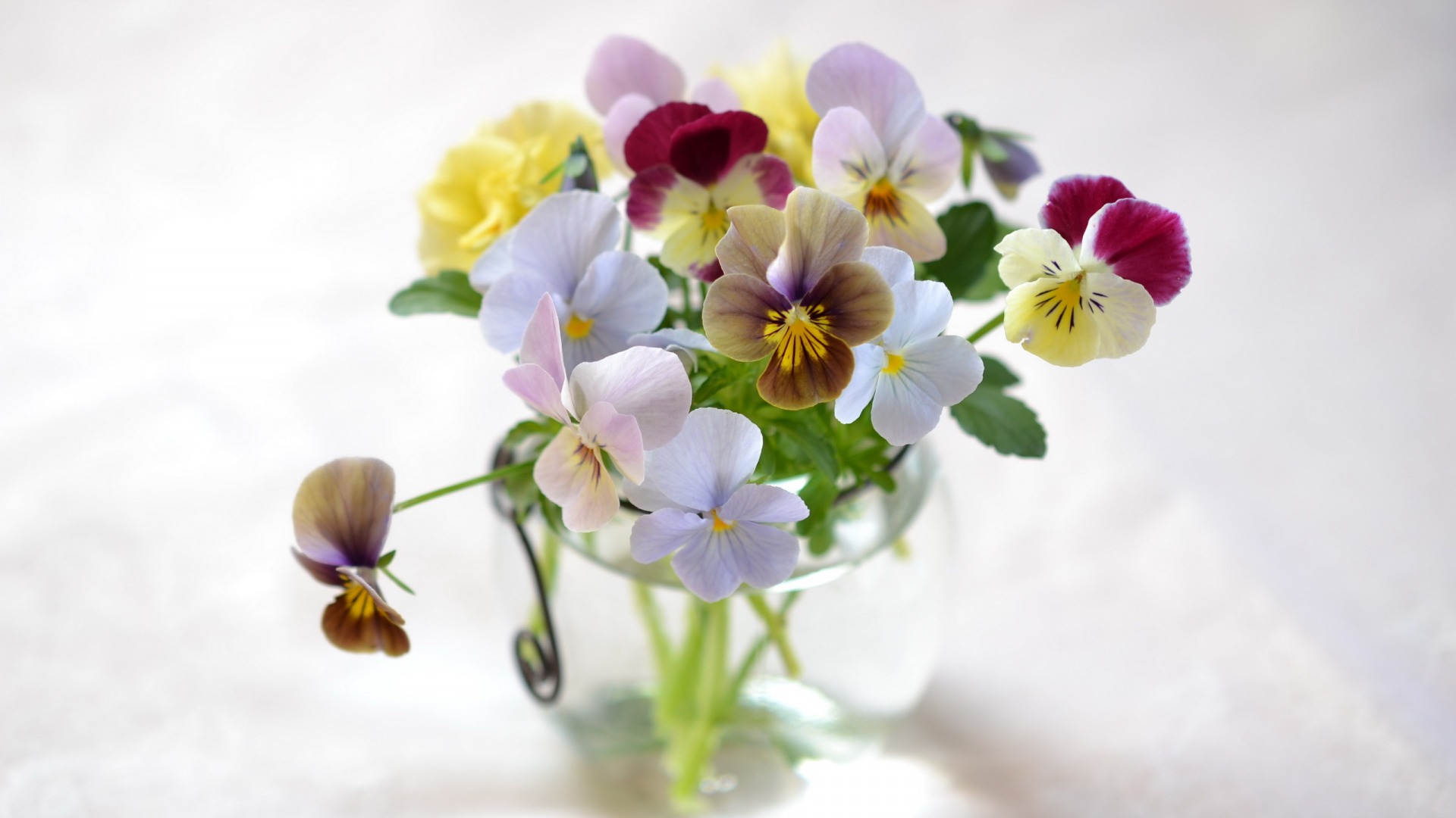 Free download wallpaper Flower, Earth, Colorful, Man Made, Pansy on your PC desktop