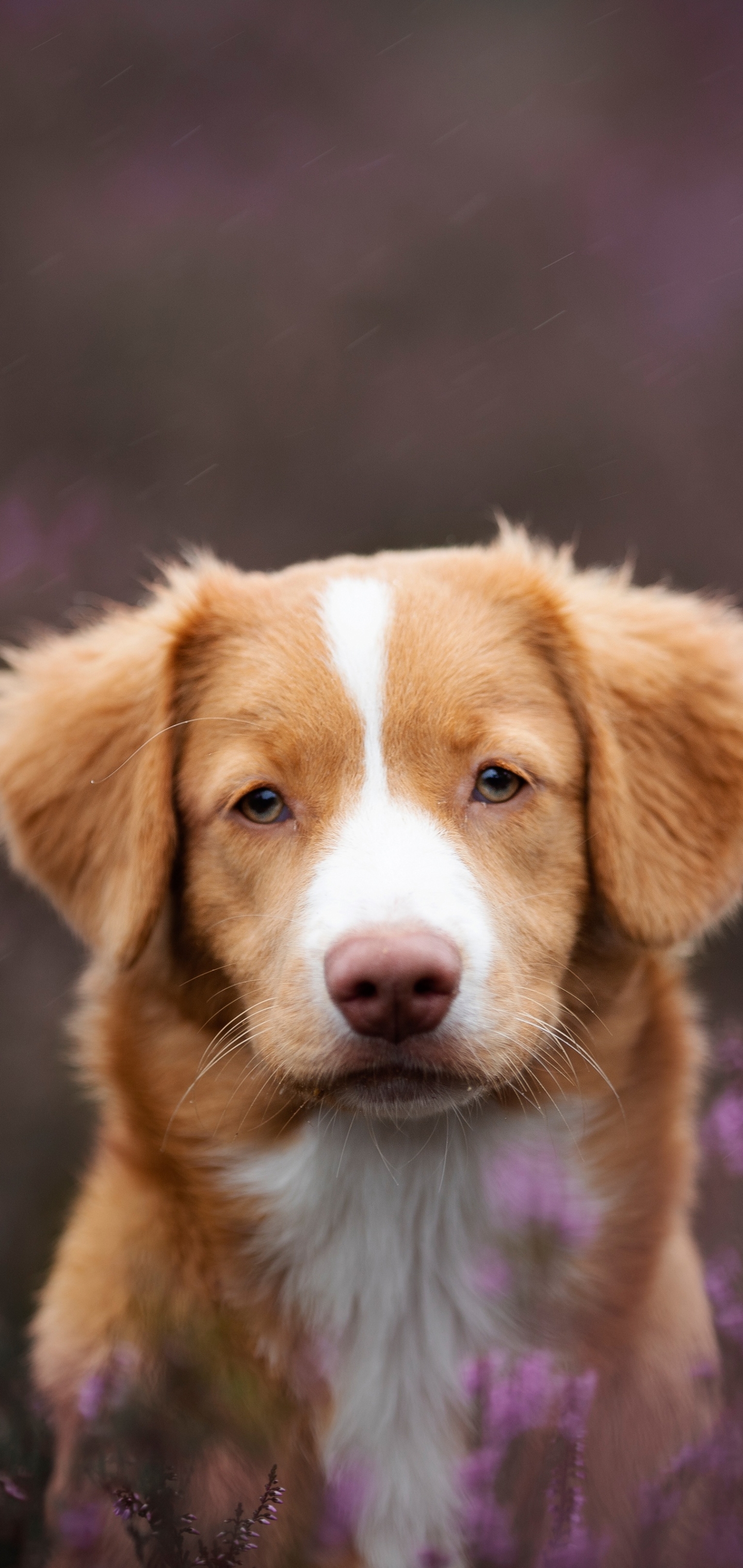 Free download wallpaper Dogs, Animal, Nova Scotia Duck Tolling Retriever on your PC desktop