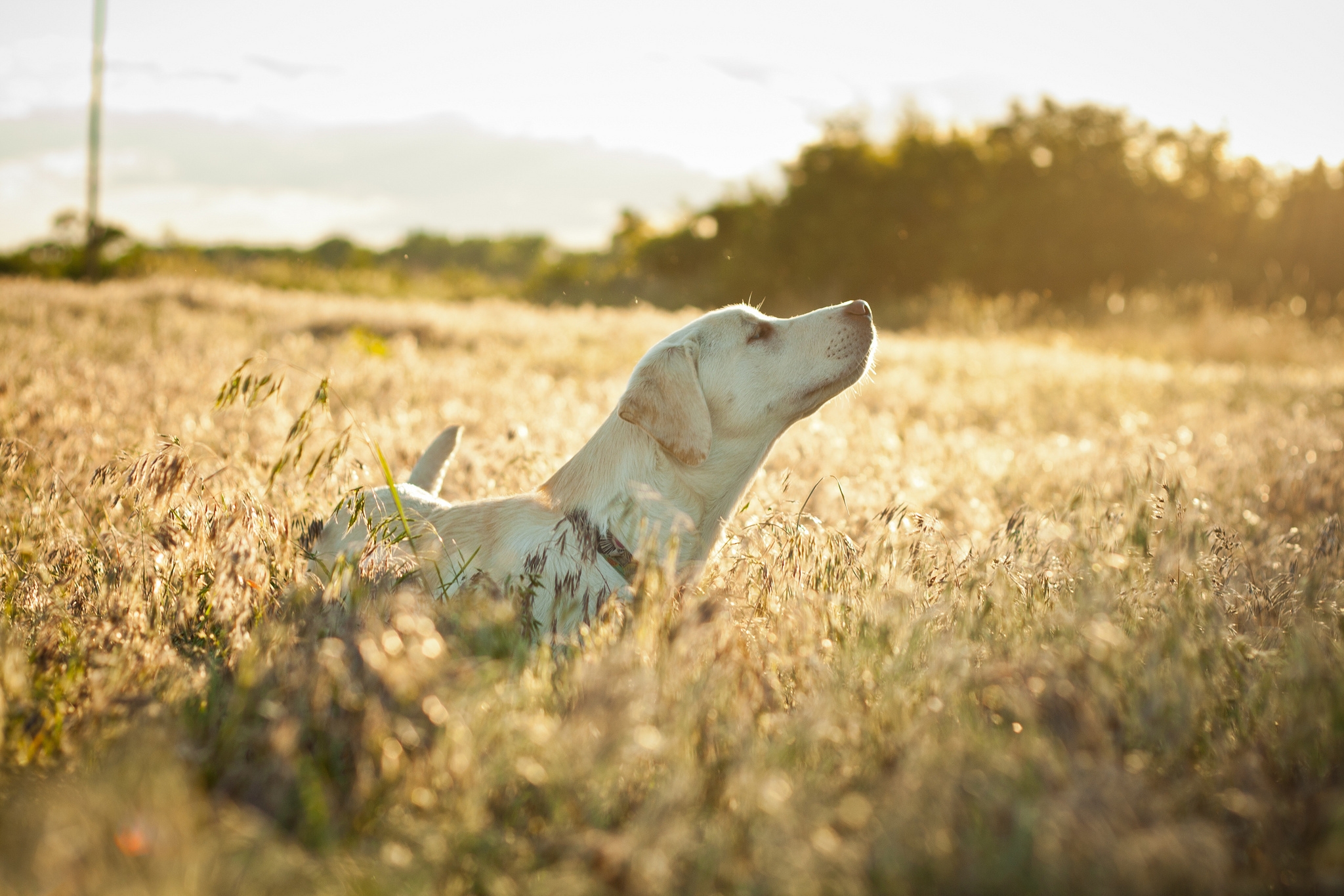 labrador, animals, grass, dog, muzzle, stroll, sunlight