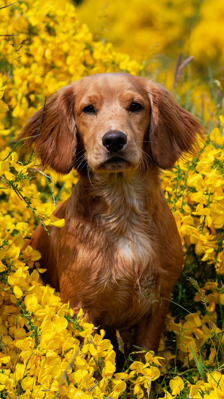 無料モバイル壁紙動物, スパニエル, 犬, 黄色い花をダウンロードします。