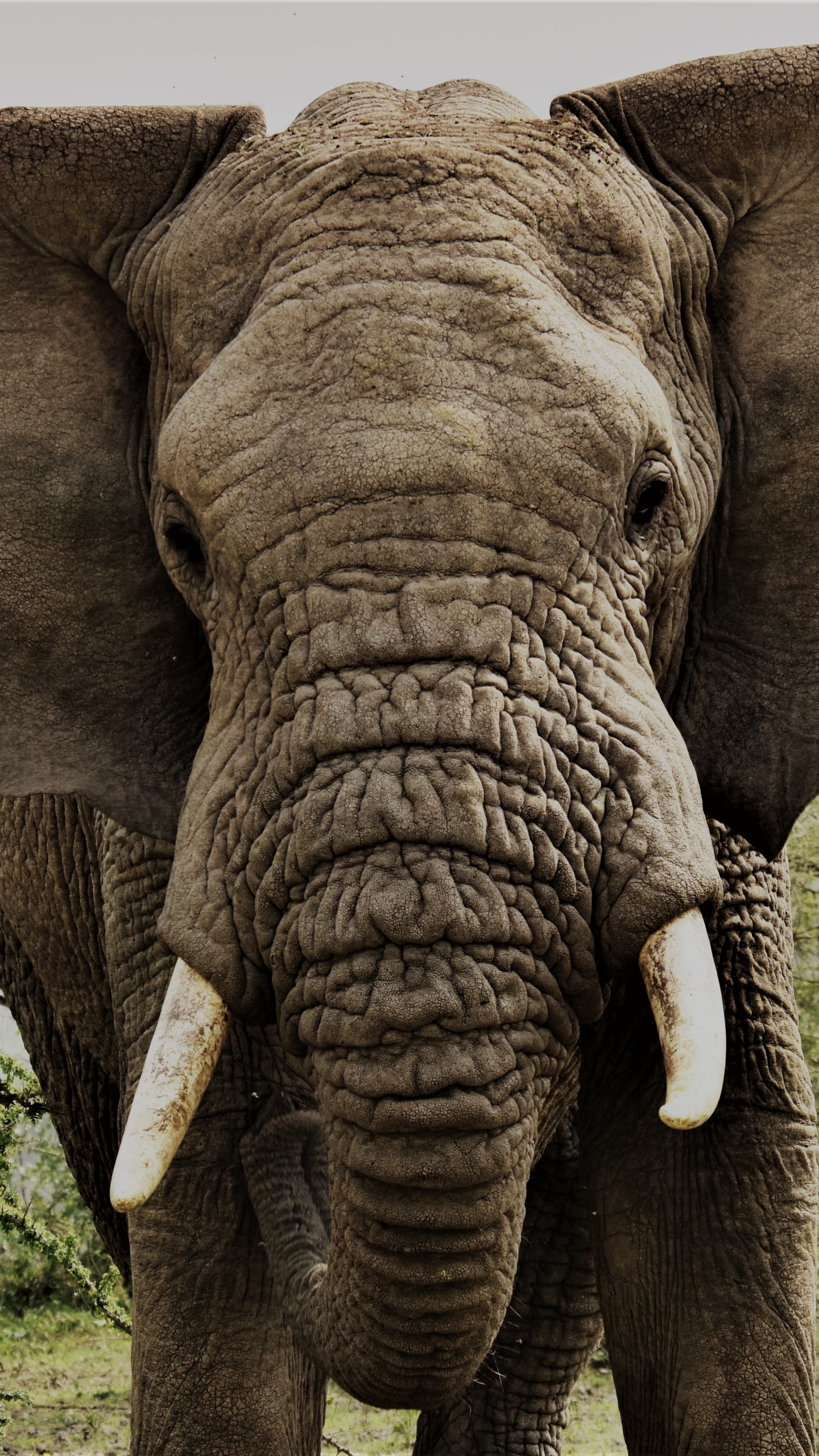 Скачать картинку Животные, Слоны, Африка, Африканский Слон, Танзания в телефон бесплатно.