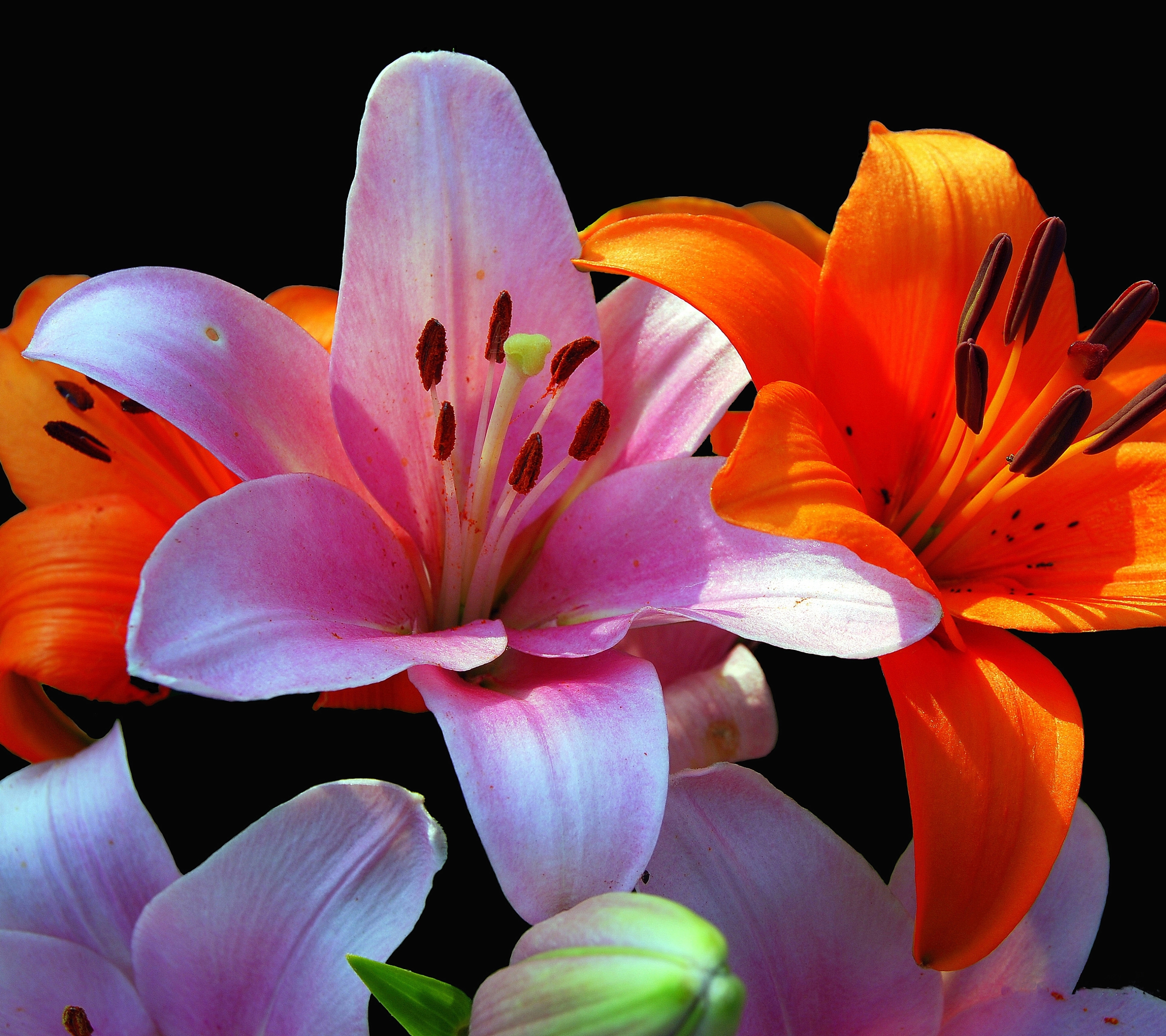 Download mobile wallpaper Flowers, Close Up, Earth, Lily, Purple Flower, Orange Flower for free.