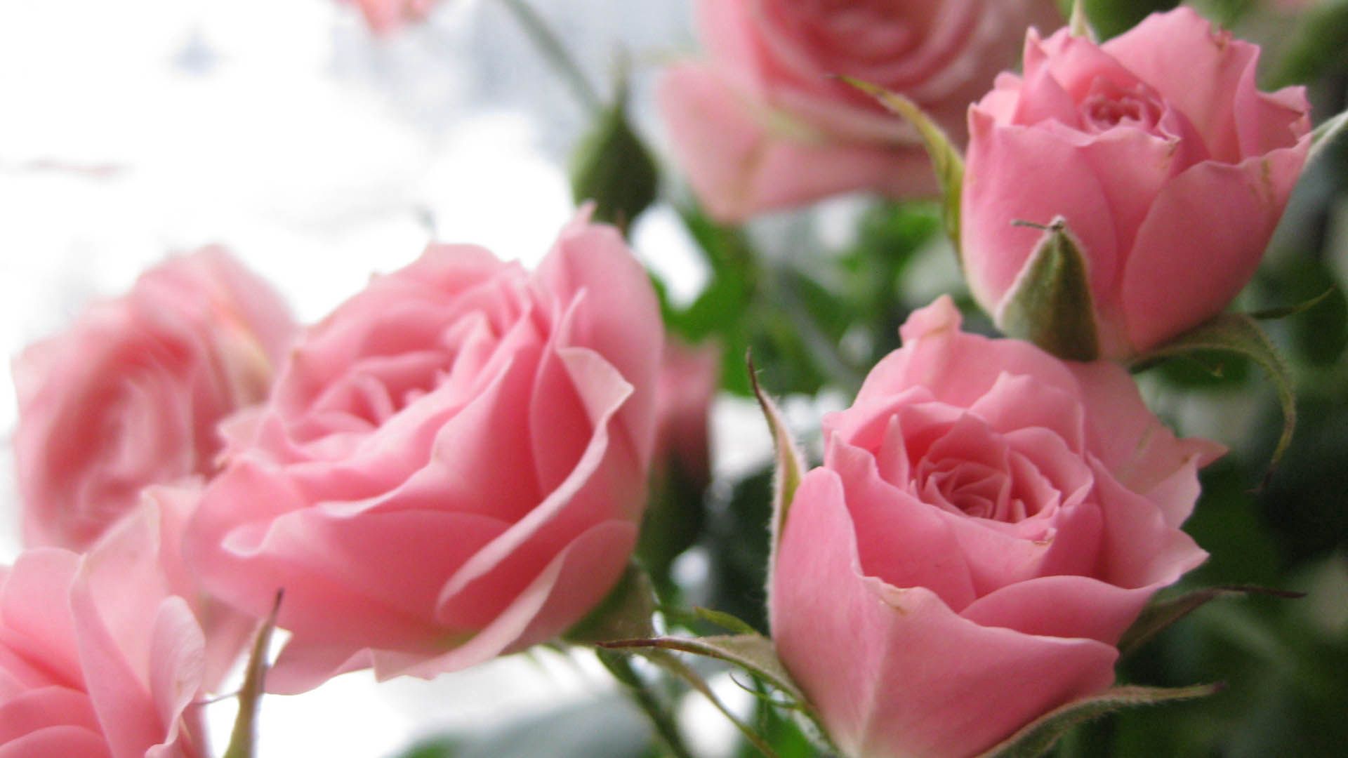 106676 скачать картинку розы, бутоны, лепестки, цветы, розовый - обои и заставки бесплатно