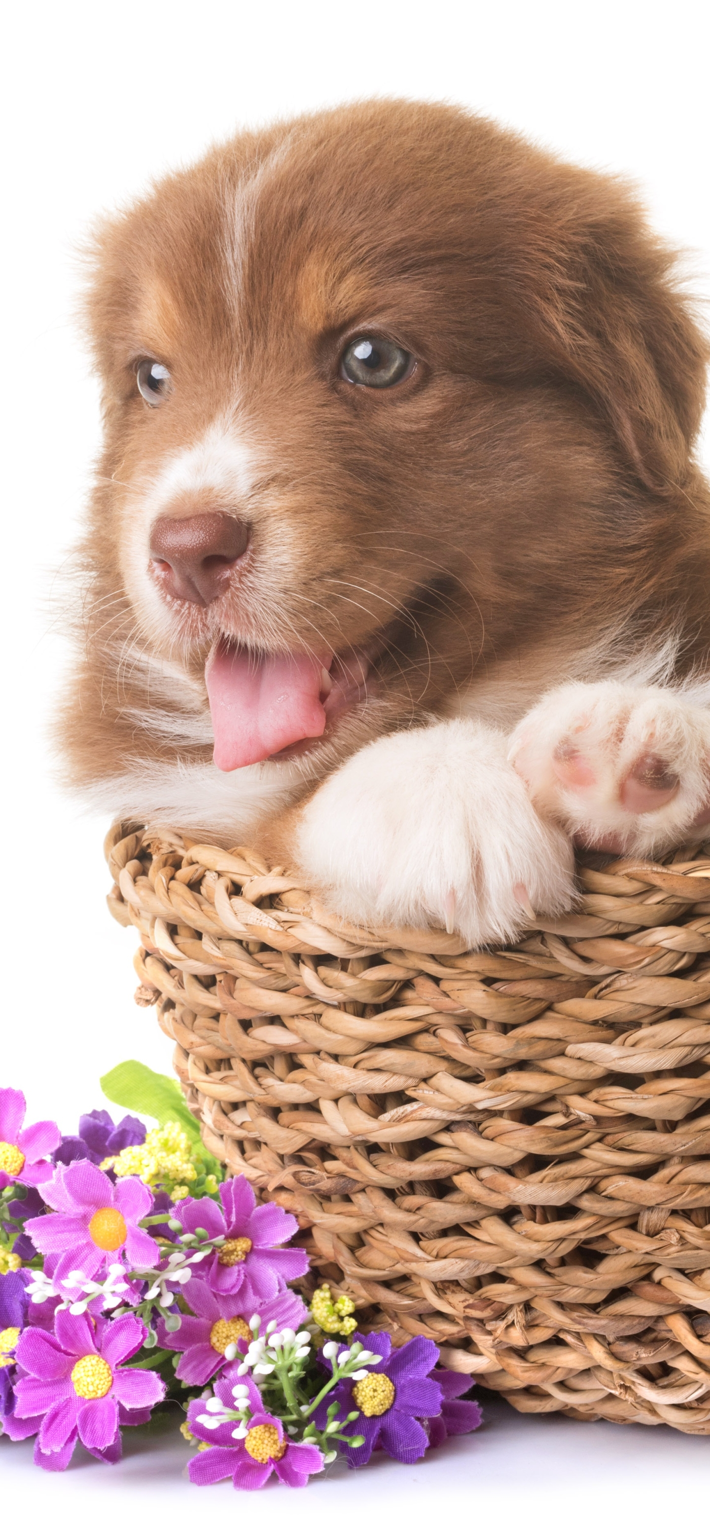 Free download wallpaper Dogs, Dog, Animal, Puppy, Basket, Australian Shepherd, Baby Animal on your PC desktop