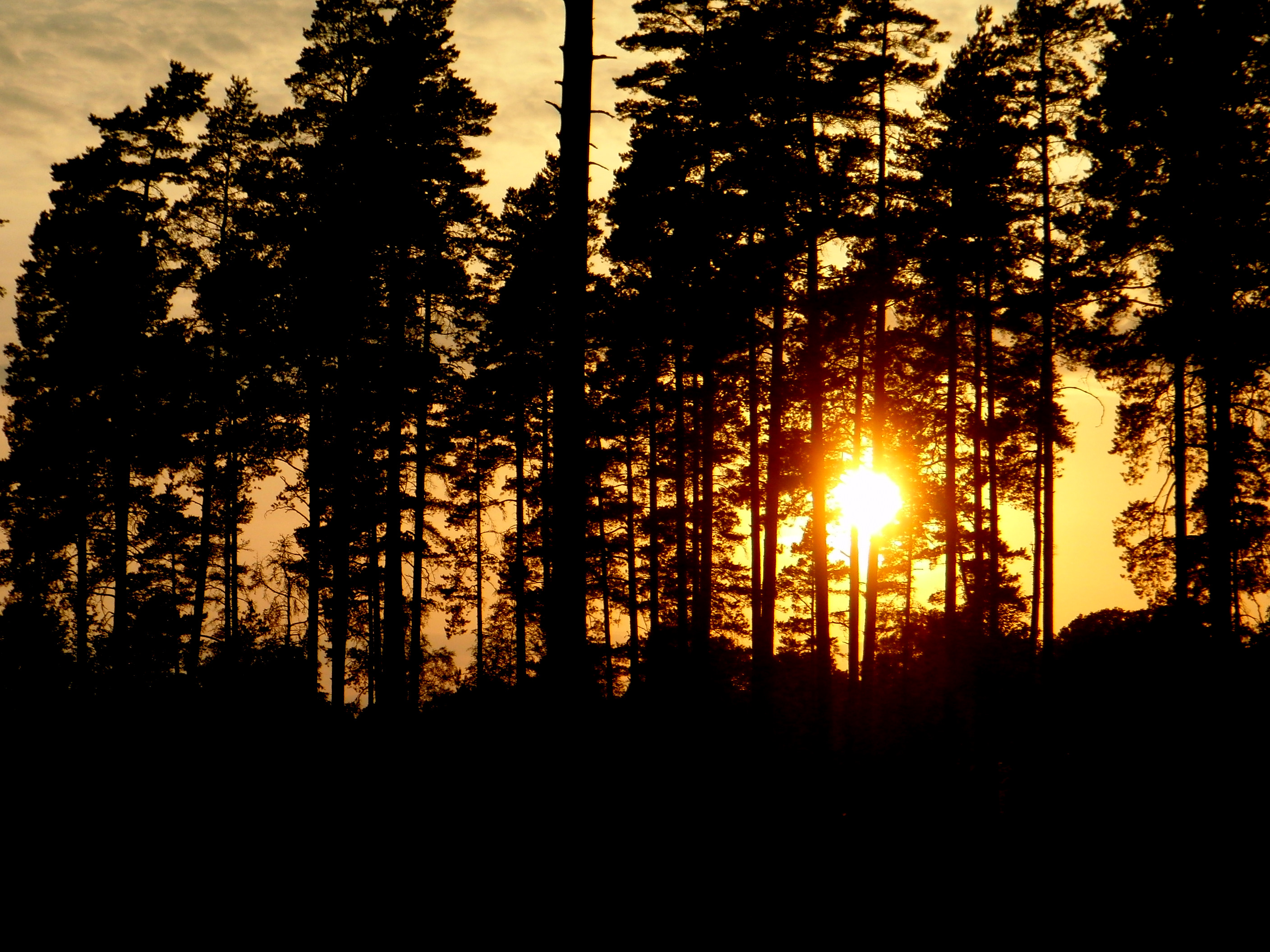 Download mobile wallpaper Trees, Evening, Sunset, Sun, Silhouettes, Dark for free.