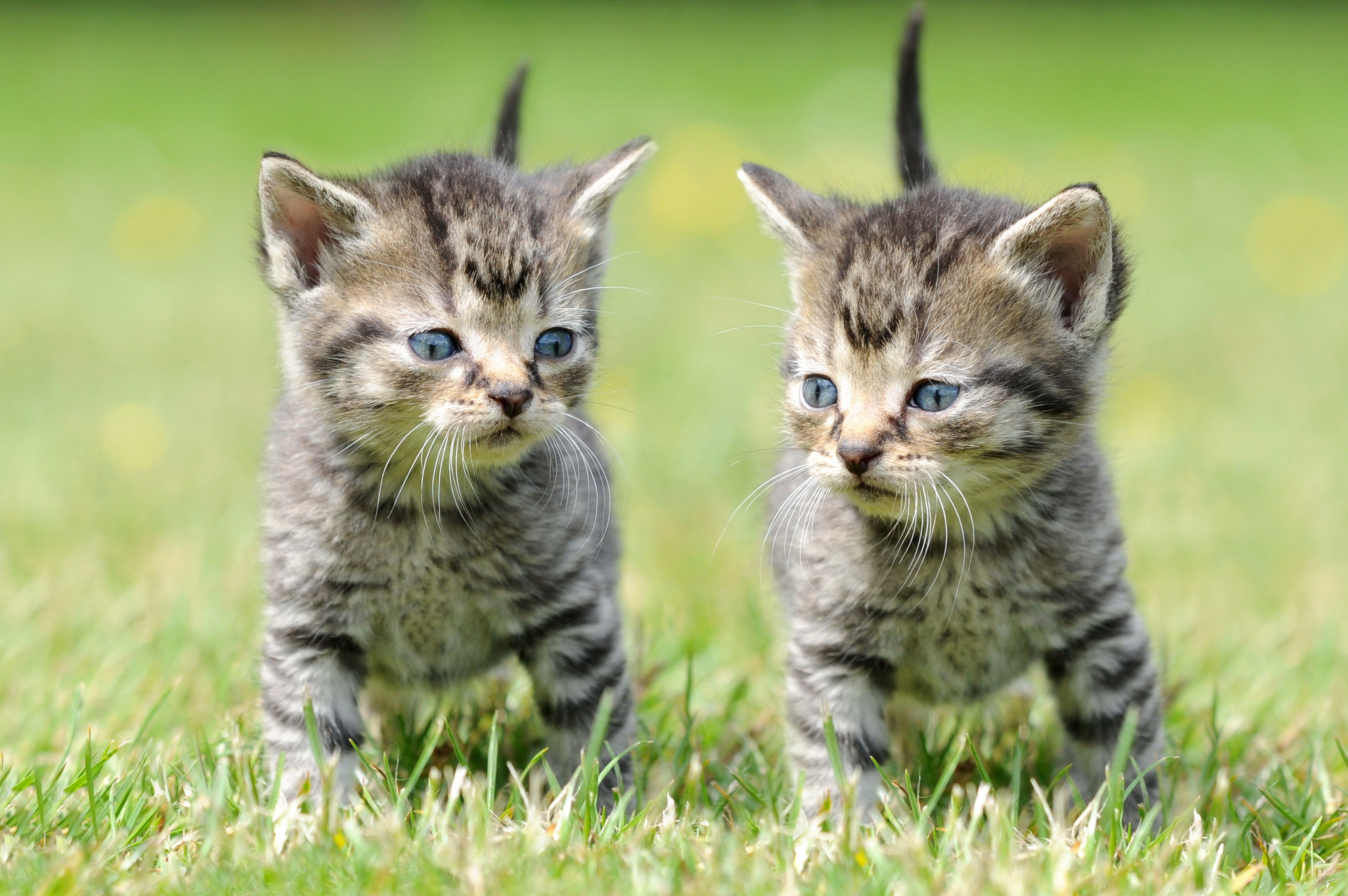 110870 descargar imagen gatitos, animales, hierba, copias: fondos de pantalla y protectores de pantalla gratis