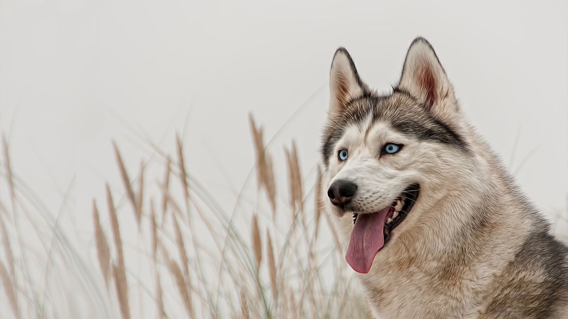 Free download wallpaper Dogs, Animal, Husky on your PC desktop