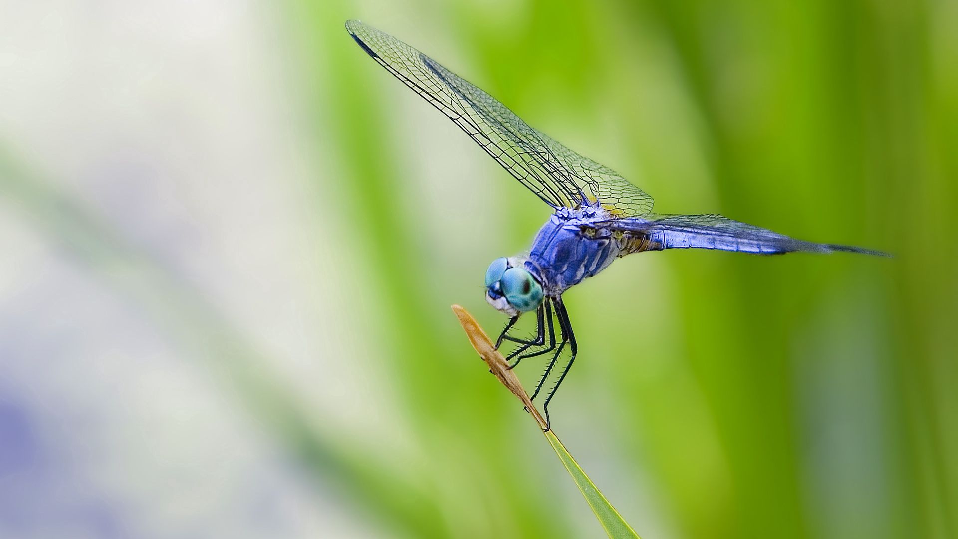 Download mobile wallpaper Grass, Dragonfly, Plant, Macro for free.