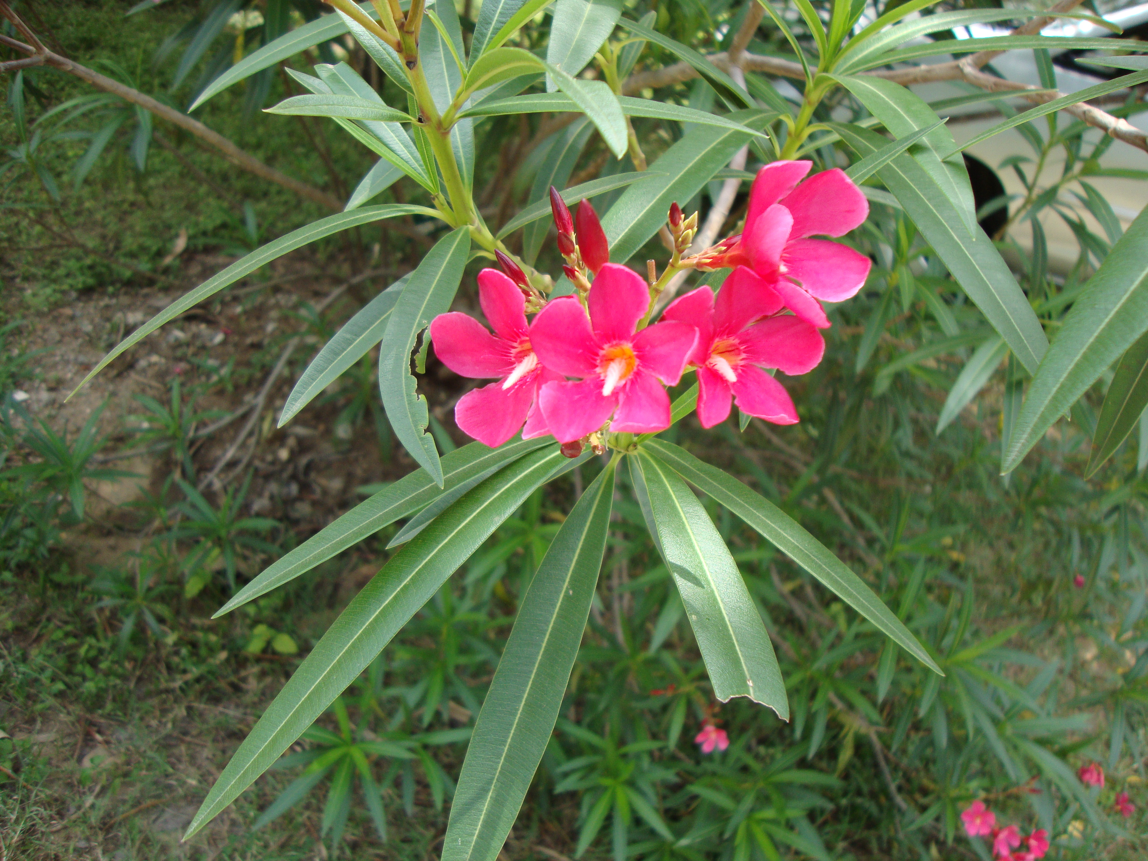 Descarga gratuita de fondo de pantalla para móvil de Flores, Flor, Tierra/naturaleza.