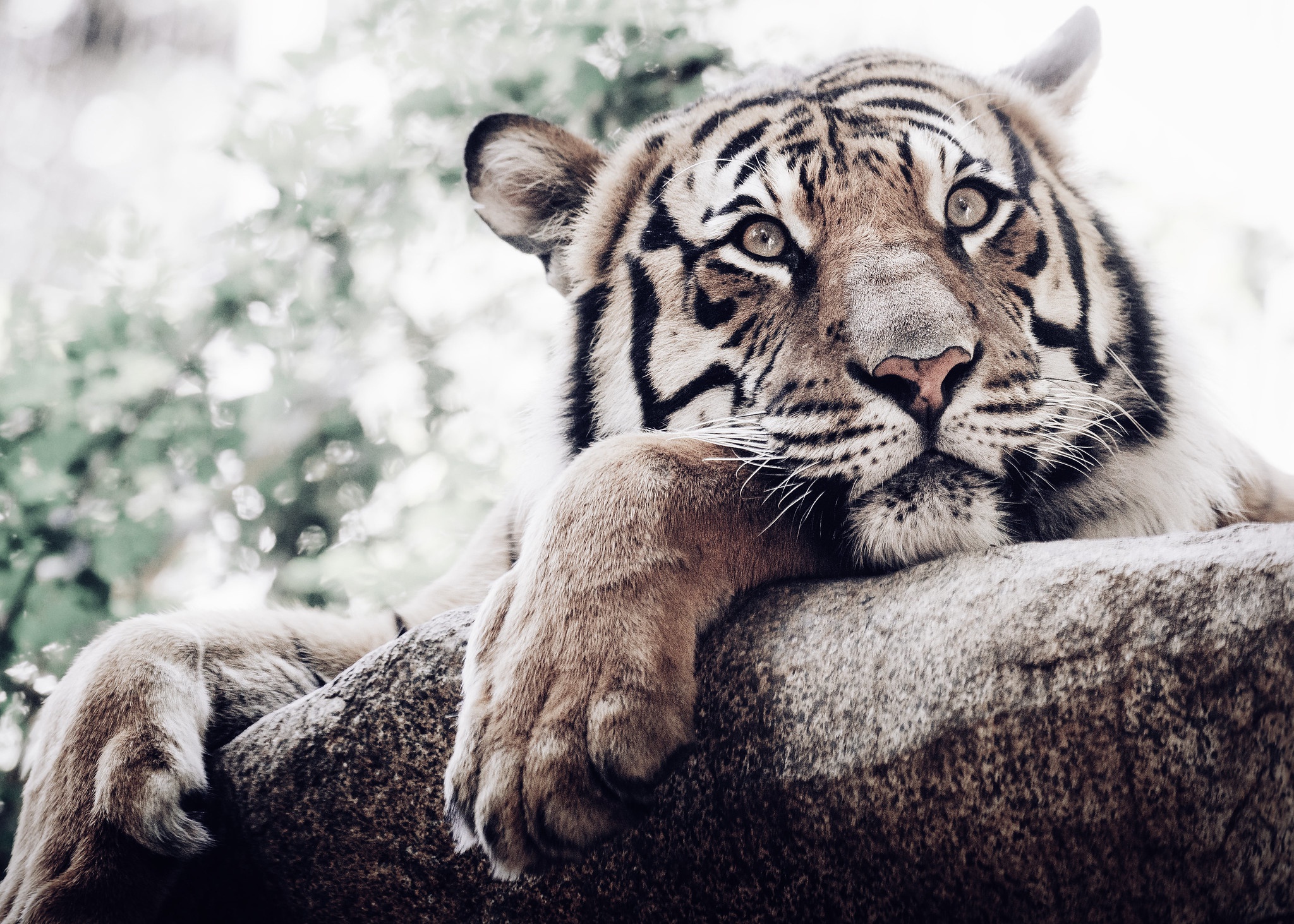 Download mobile wallpaper Cats, Animal, Tiger for free.