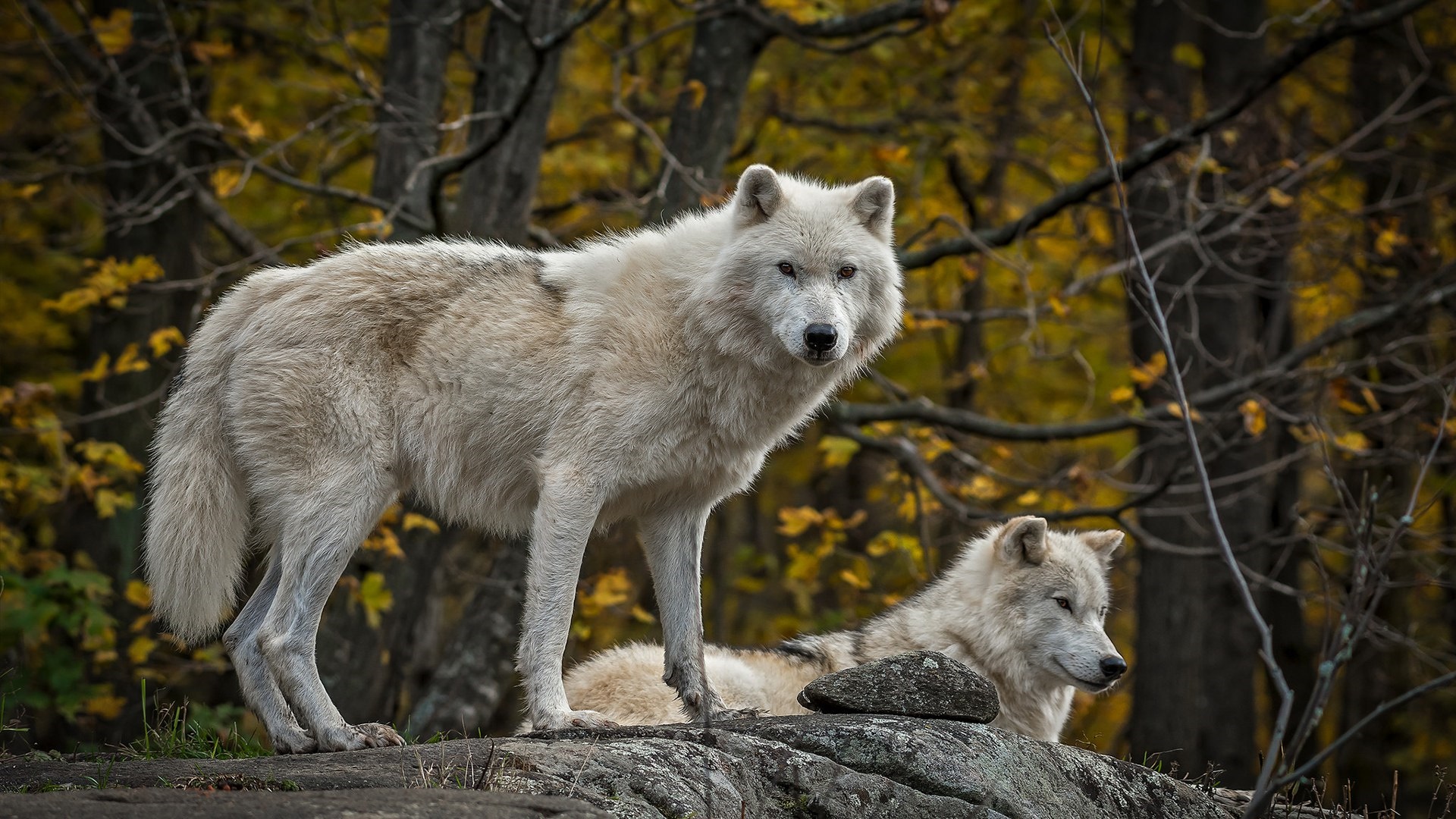 Download mobile wallpaper Wolf, Animal, White Wolf, Wolves for free.