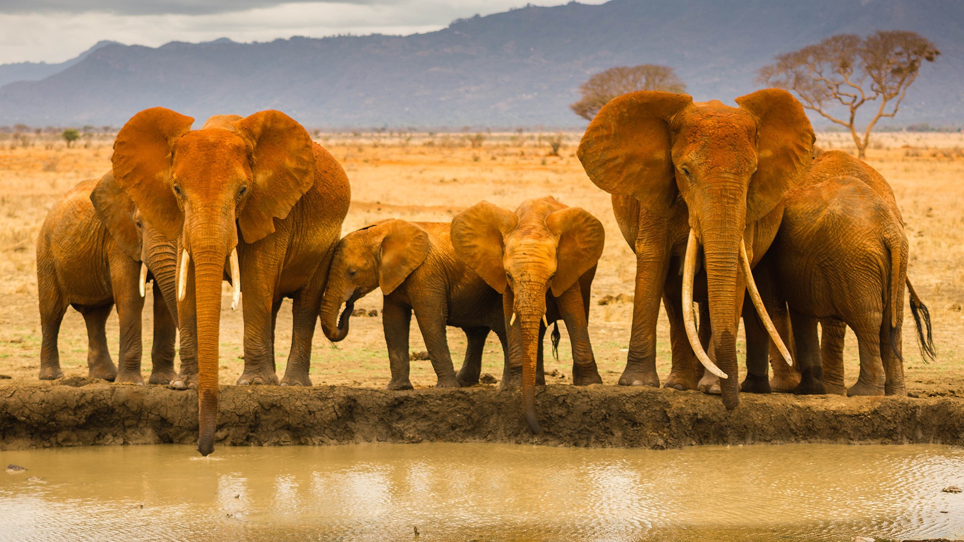 Téléchargez des papiers peints mobile Éléphant De Savane D'afrique, Éléphants, Animaux gratuitement.